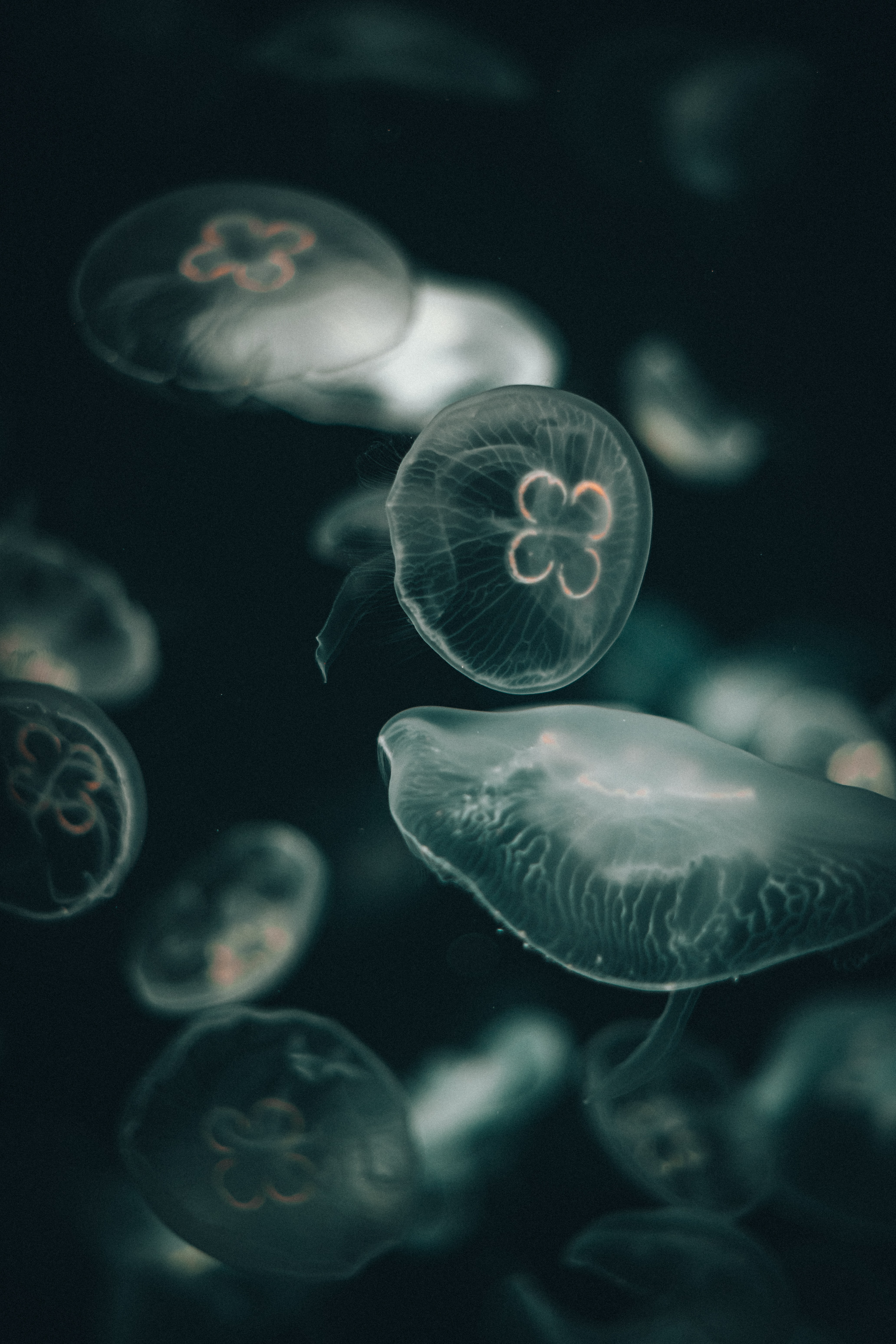 Free download wallpaper Dark, Under The Water World, Transparent, Jellyfish, Underwater World on your PC desktop