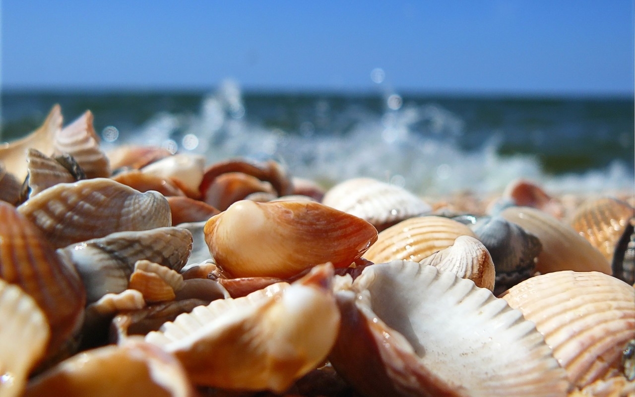 Download mobile wallpaper Background, Shells for free.