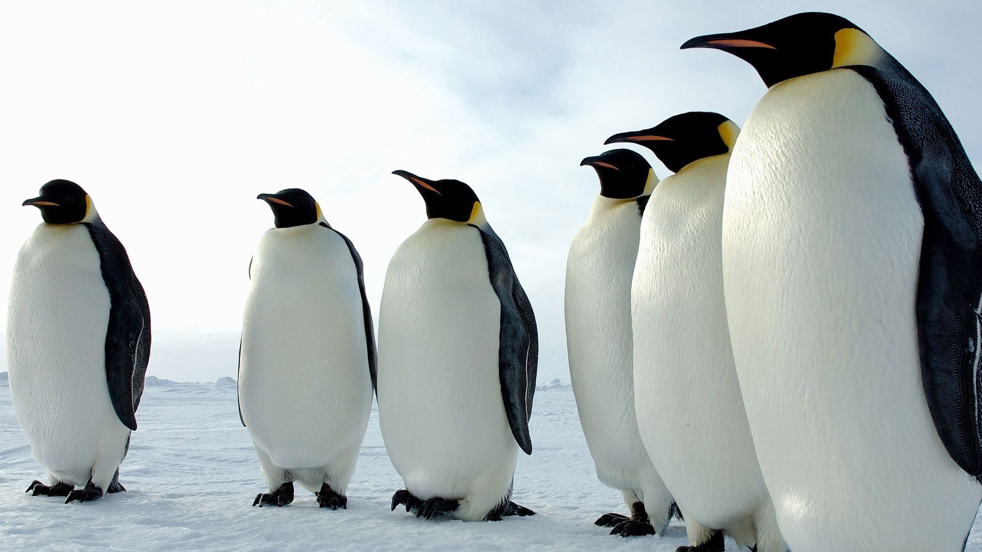 137664画像をダウンロードペンギン, 動物, 鳥, 色, 群れ-壁紙とスクリーンセーバーを無料で