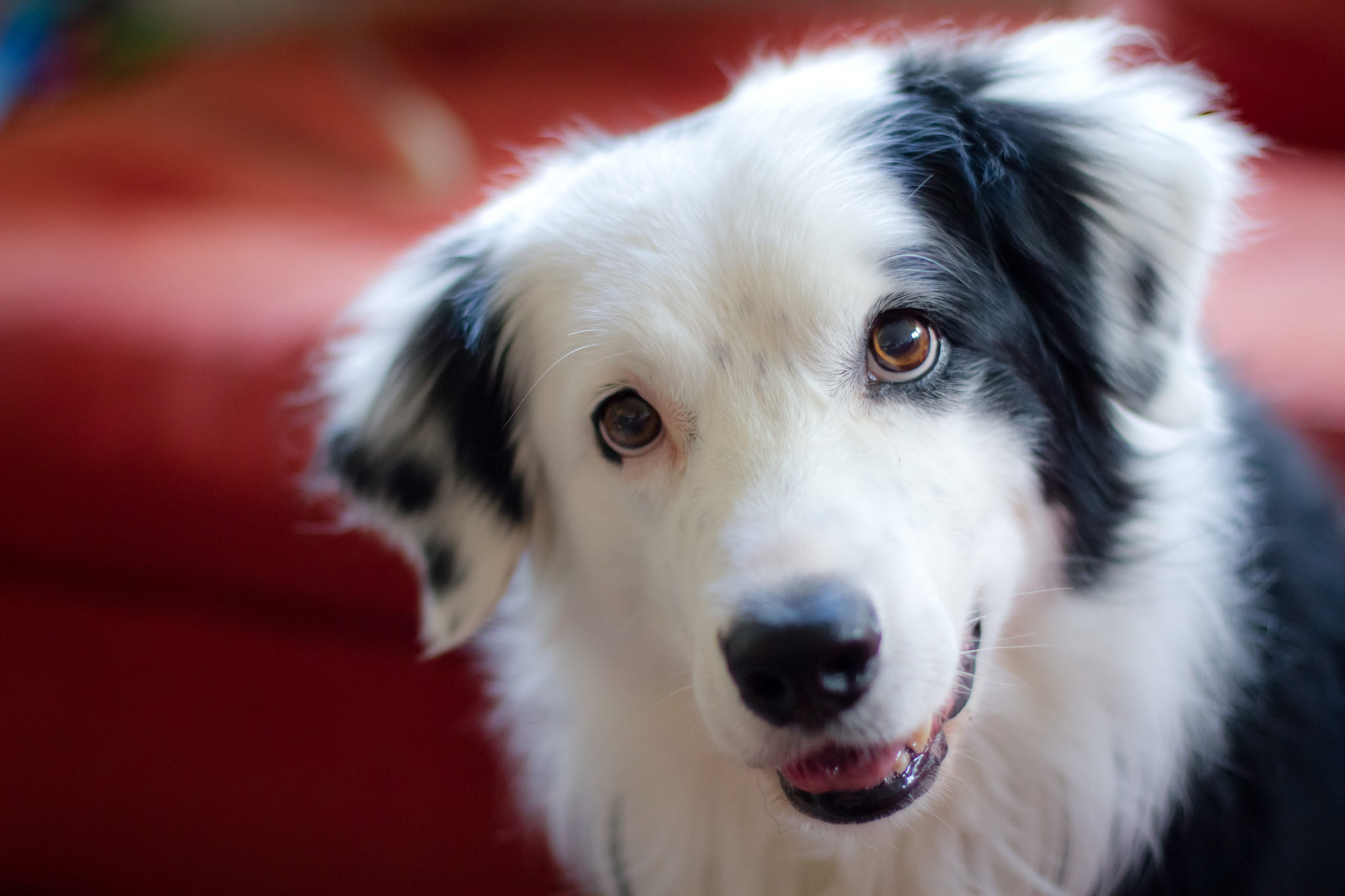 Free download wallpaper Dogs, Dog, Animal, Border Collie on your PC desktop