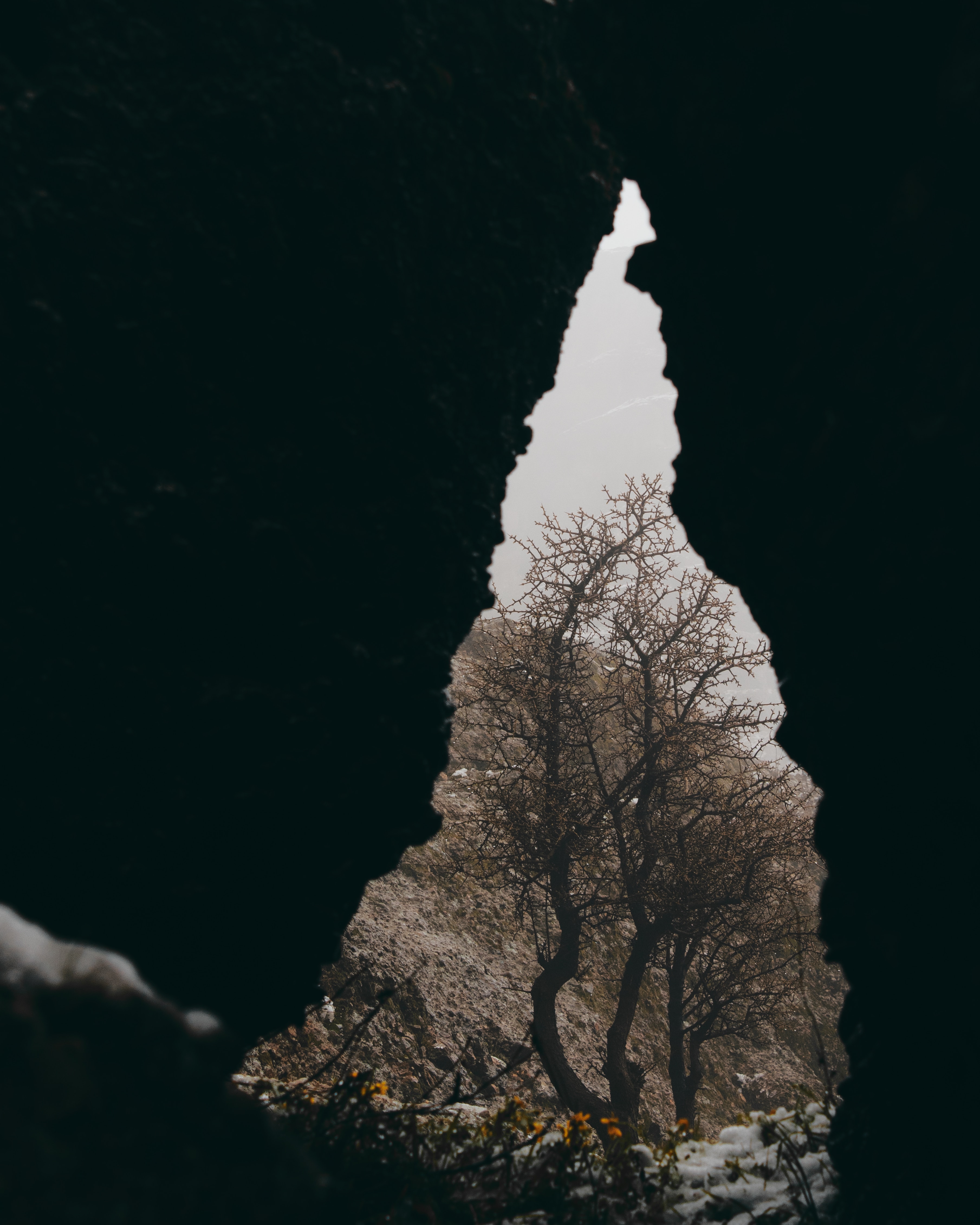 Скачать обои бесплатно Дерево, Природа, Пещера, Снег, Цветы картинка на рабочий стол ПК