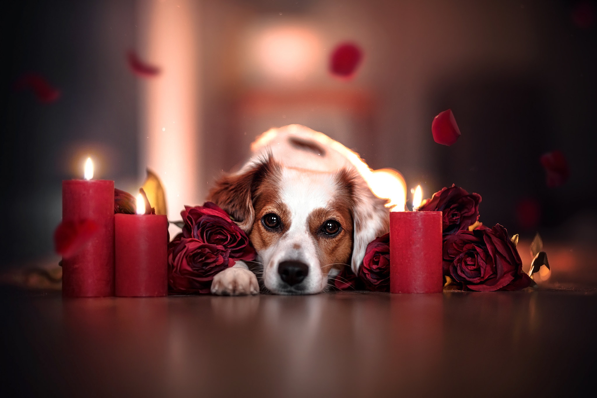 Download mobile wallpaper Dogs, Flower, Rose, Dog, Animal, Candle for free.
