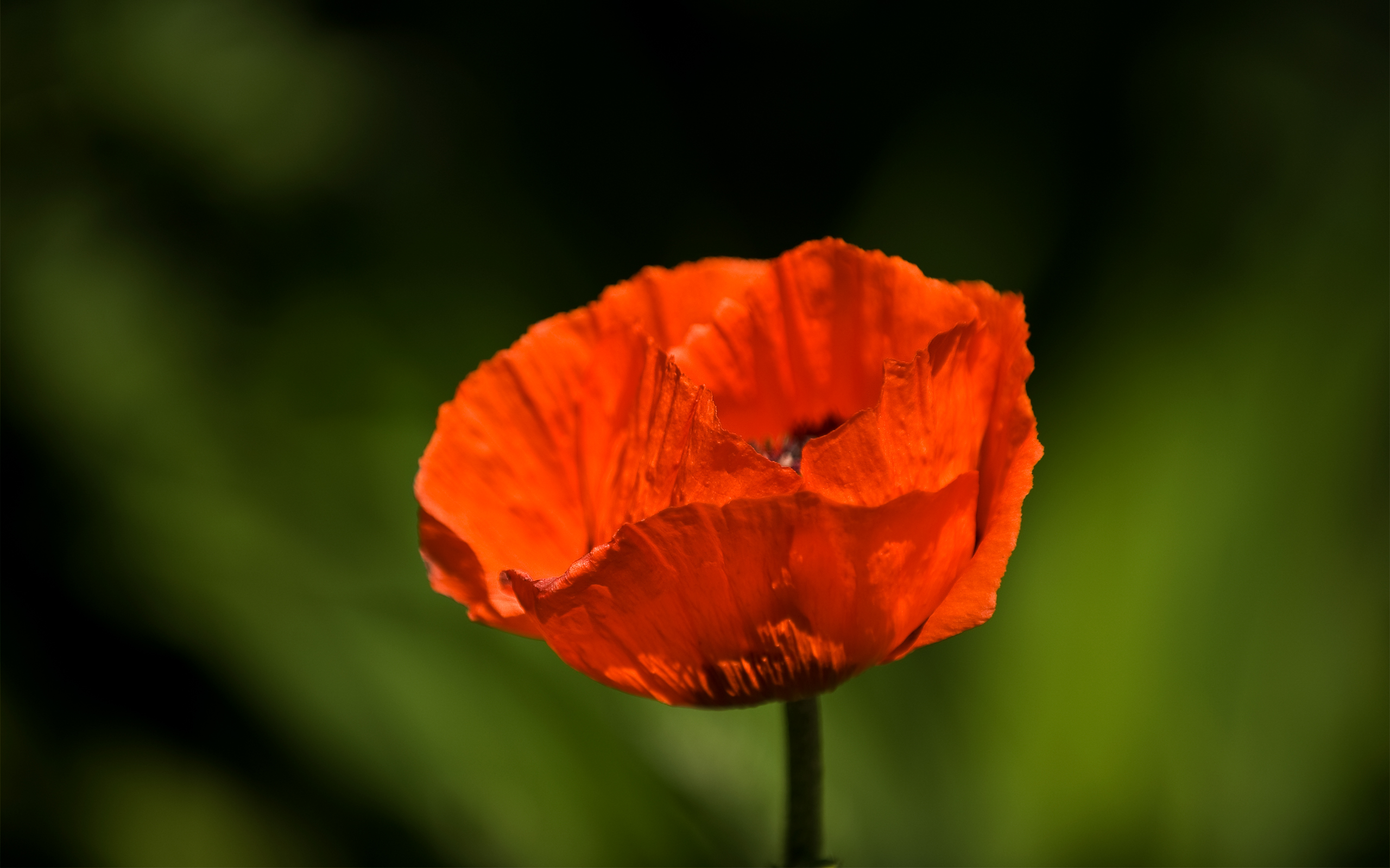 Téléchargez gratuitement l'image Fleurs, Fleur, Terre/nature sur le bureau de votre PC