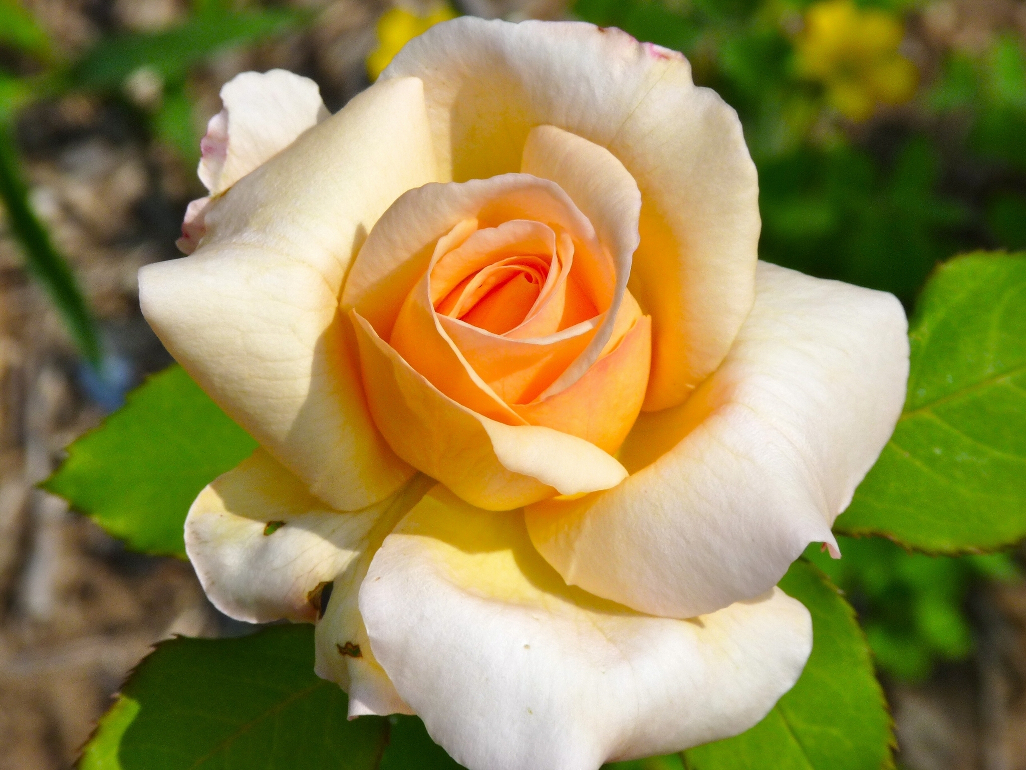 Téléchargez gratuitement l'image Fleurs, Rose, Fleur, Macro, Pétale, Terre/nature sur le bureau de votre PC