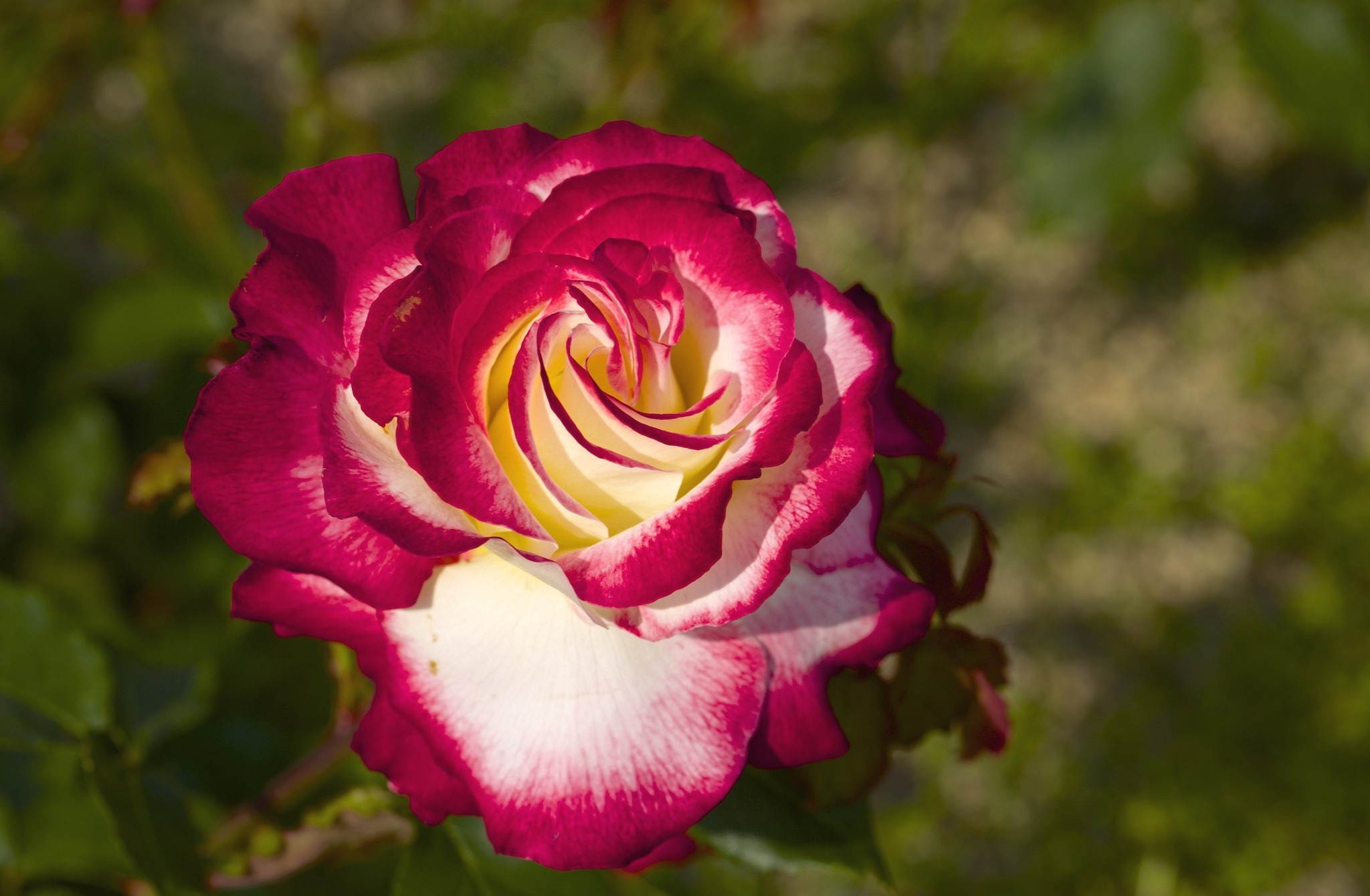 Free download wallpaper Rose, Earth on your PC desktop