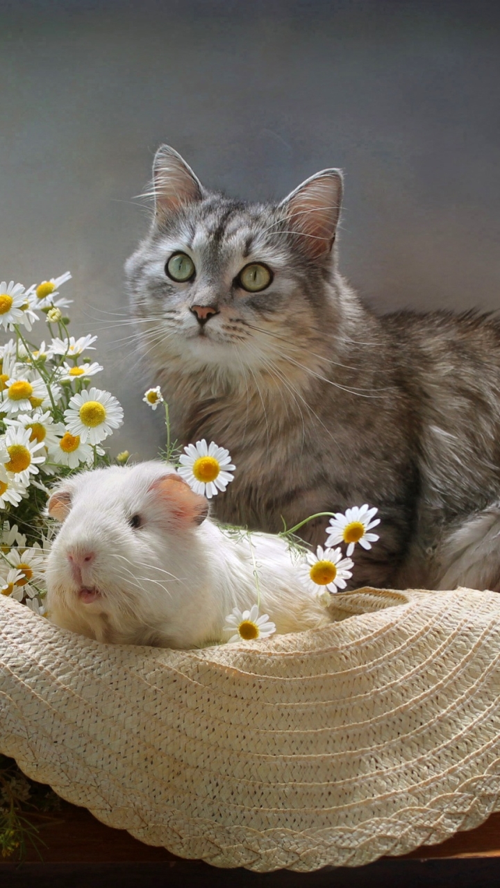 Download mobile wallpaper Cat, Bouquet, Animal, Guinea Pig, Hat, Cute for free.