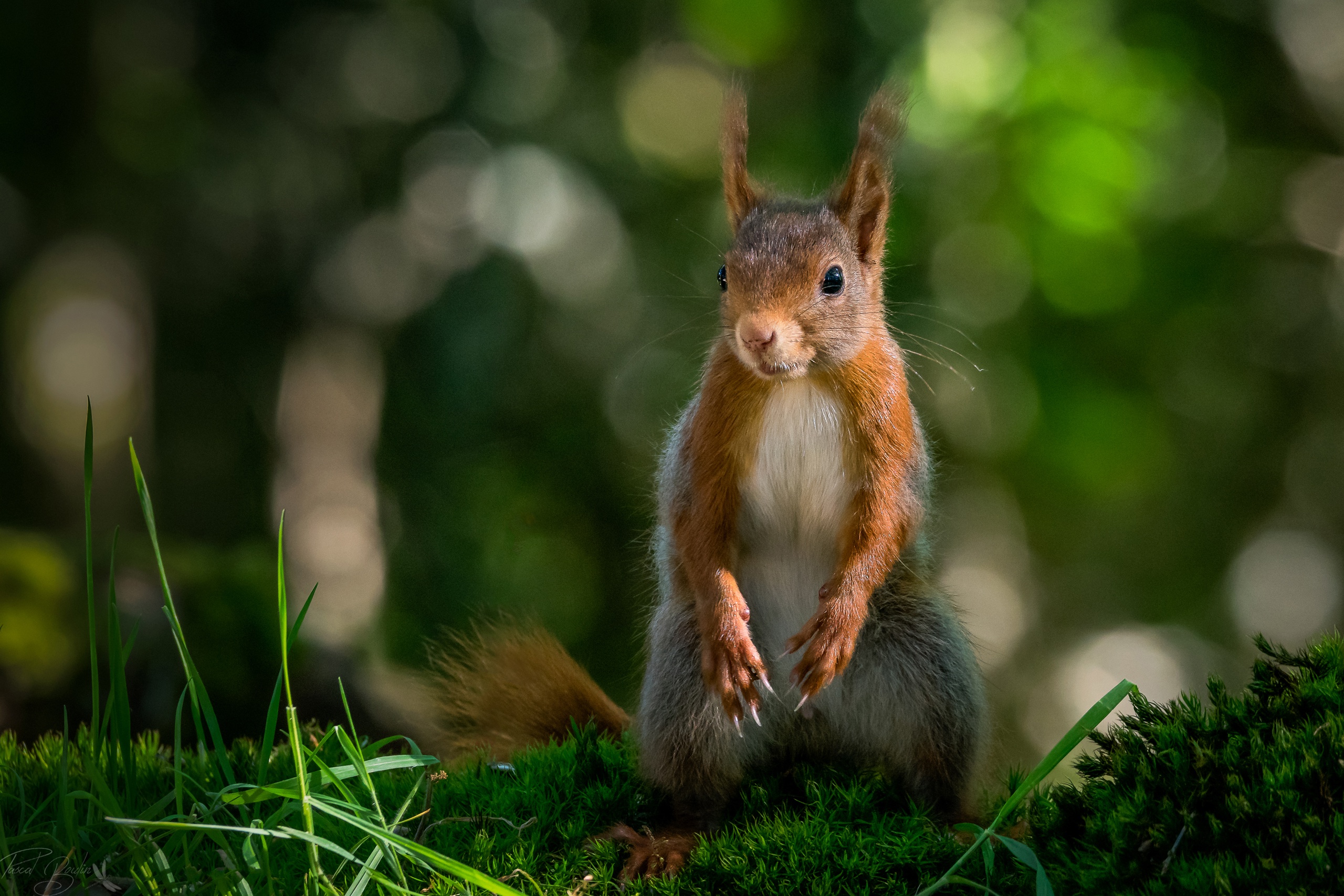 Free download wallpaper Squirrel, Animal, Bokeh, Rodent on your PC desktop