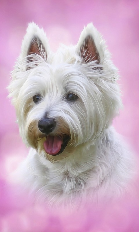 Handy-Wallpaper Tiere, Hunde, Hund, Porträt, Terrier kostenlos herunterladen.