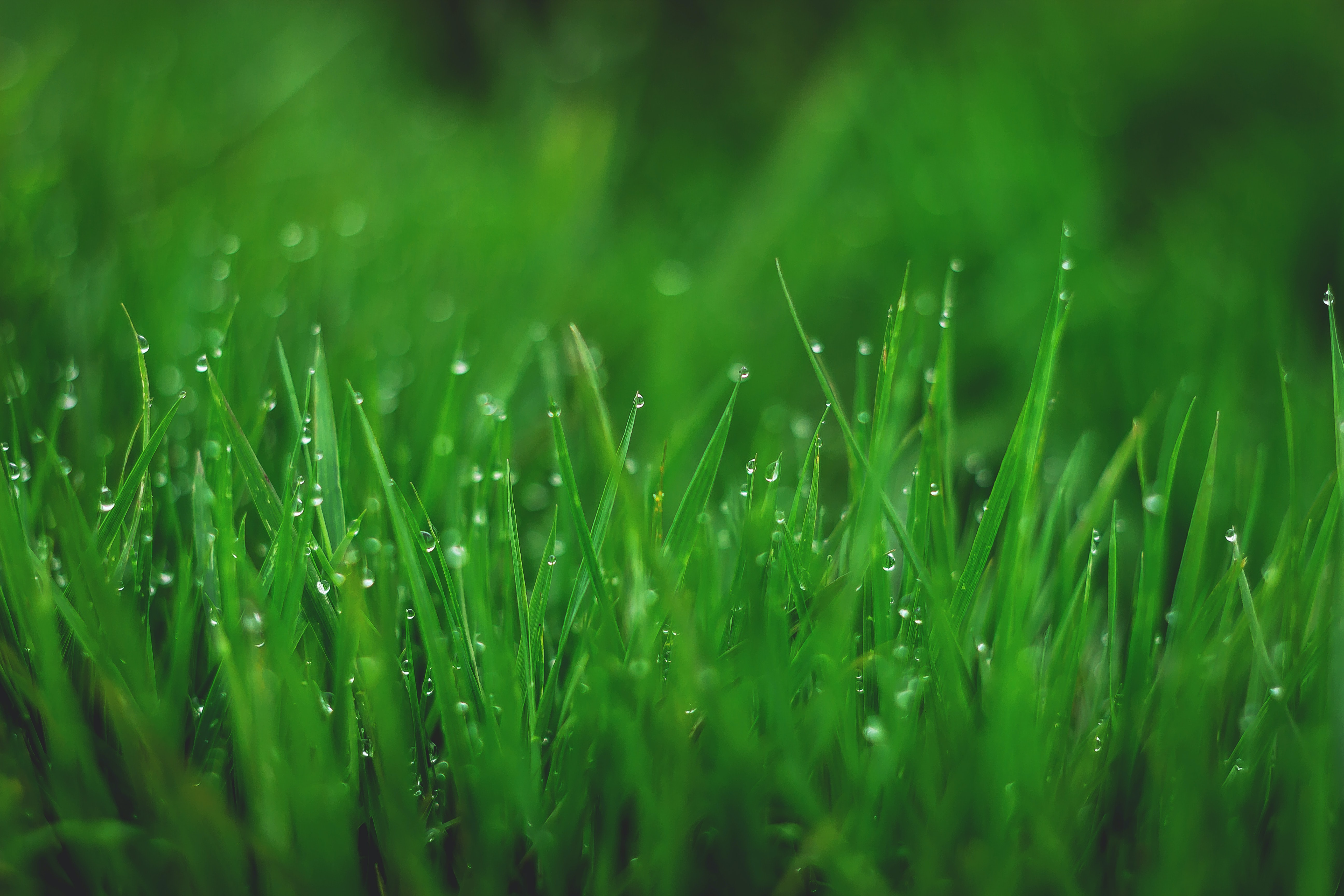 grass, drops, plant, macro, wet, dew 4K Ultra