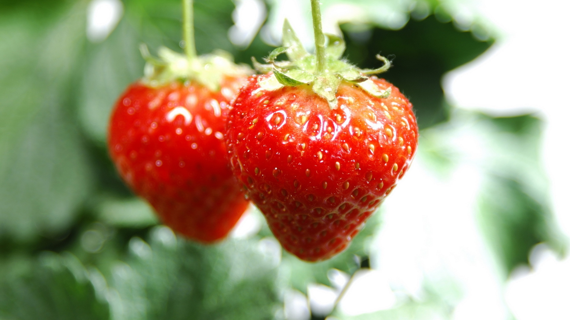 Free download wallpaper Food, Strawberry on your PC desktop