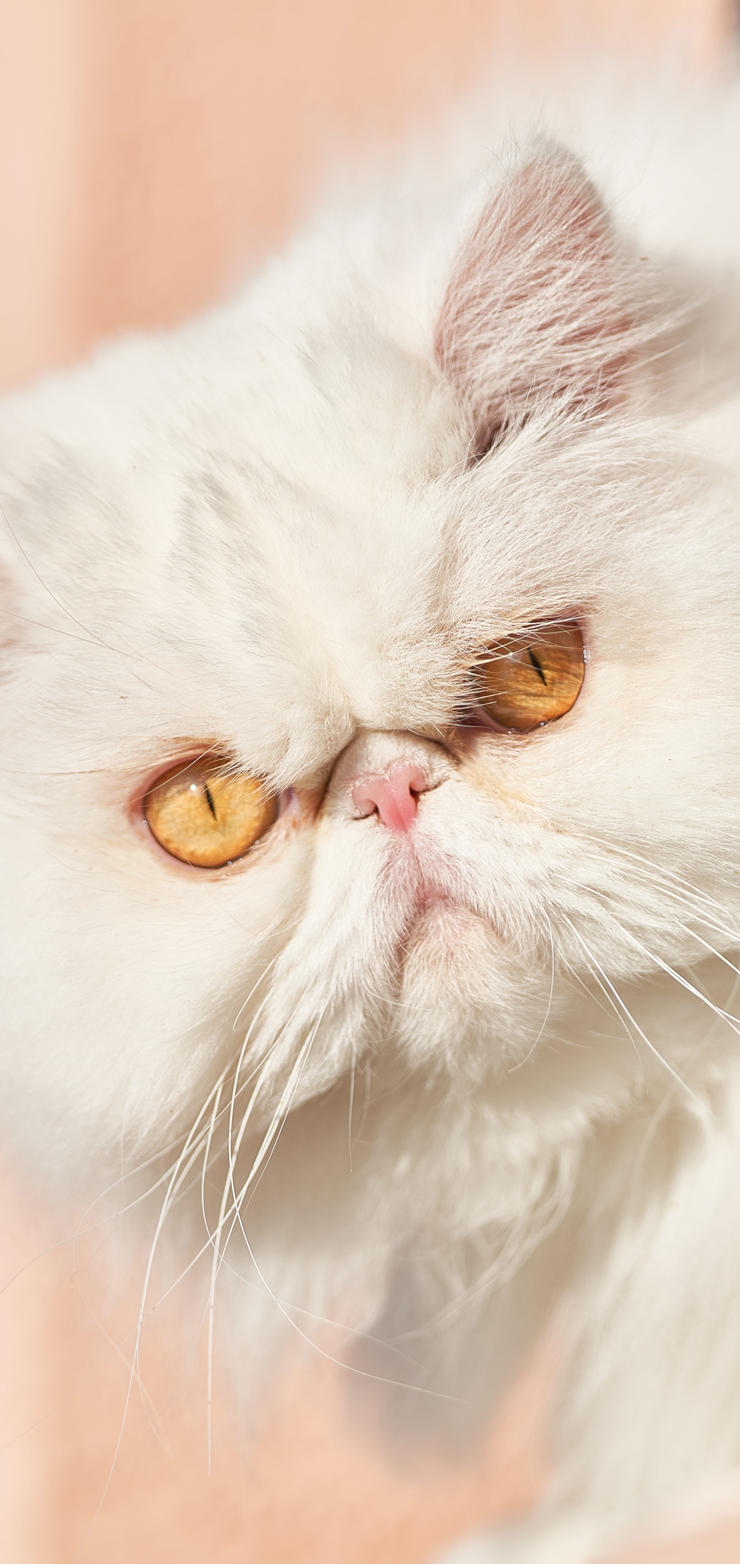 無料モバイル壁紙動物, ネコ, 猫, ペルシャ猫, 見詰めるをダウンロードします。