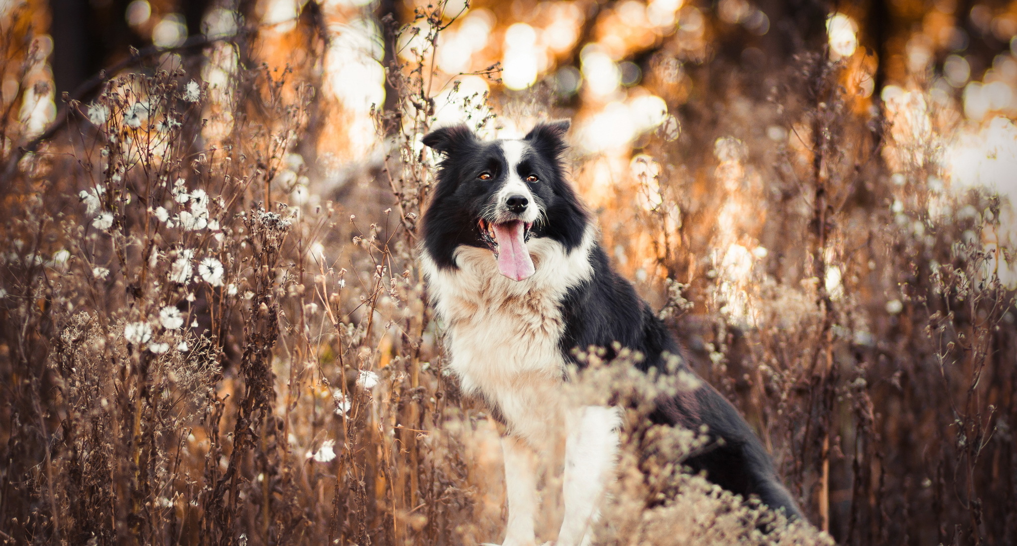 Download mobile wallpaper Dogs, Plant, Dog, Animal, Bokeh, Border Collie for free.