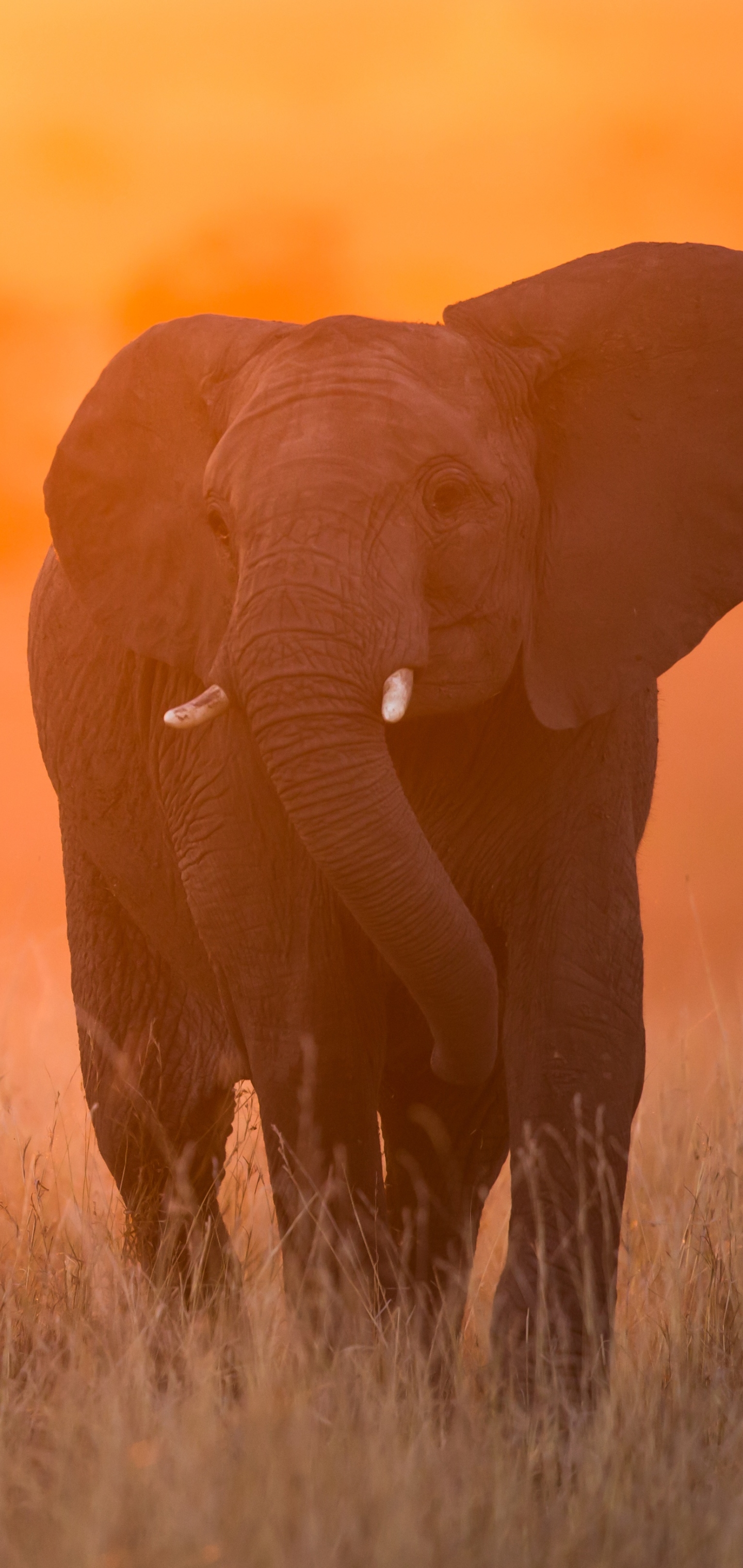 Descarga gratuita de fondo de pantalla para móvil de Animales, Elefantes, Elefante, Atardecer, Elefante Africano De Sabana, Puesta De Sol.