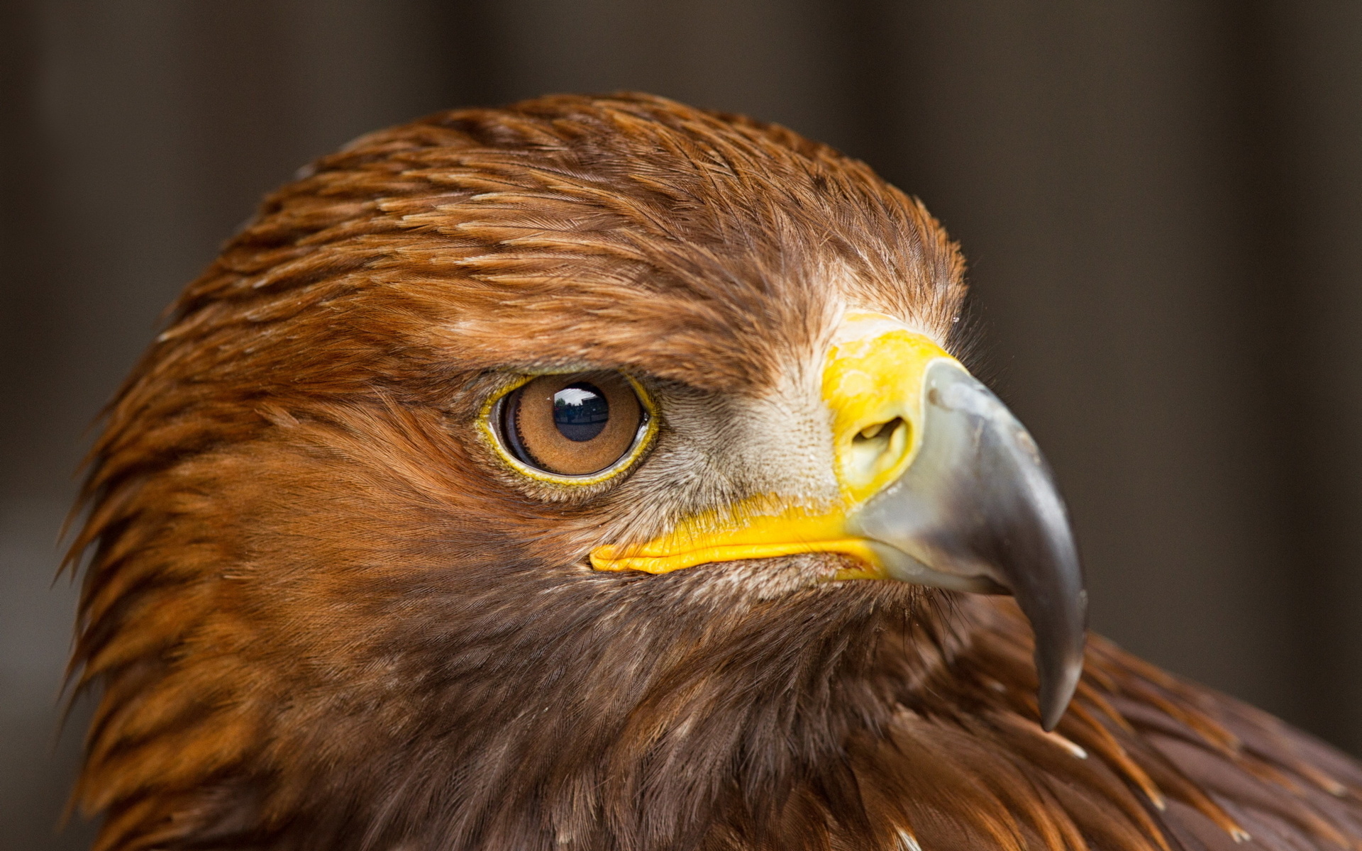 Descarga gratis la imagen Animales, Águila, Aves en el escritorio de tu PC