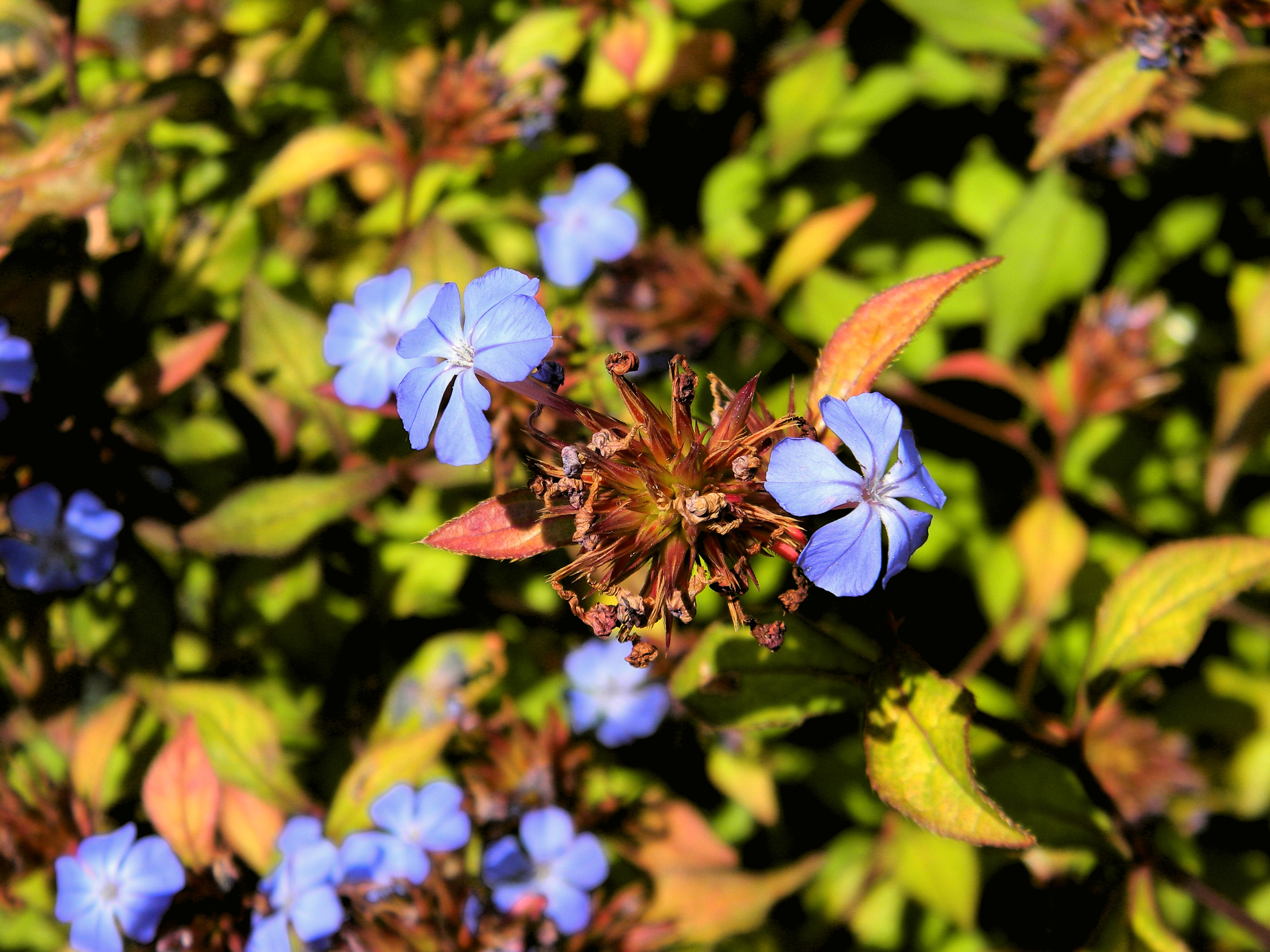 Baixe gratuitamente a imagem Flores, Flor, Terra/natureza na área de trabalho do seu PC