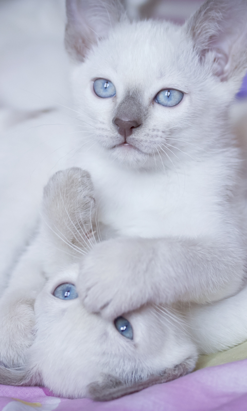 1125803 Protetores de tela e papéis de parede Gatos em seu telefone. Baixe  fotos gratuitamente