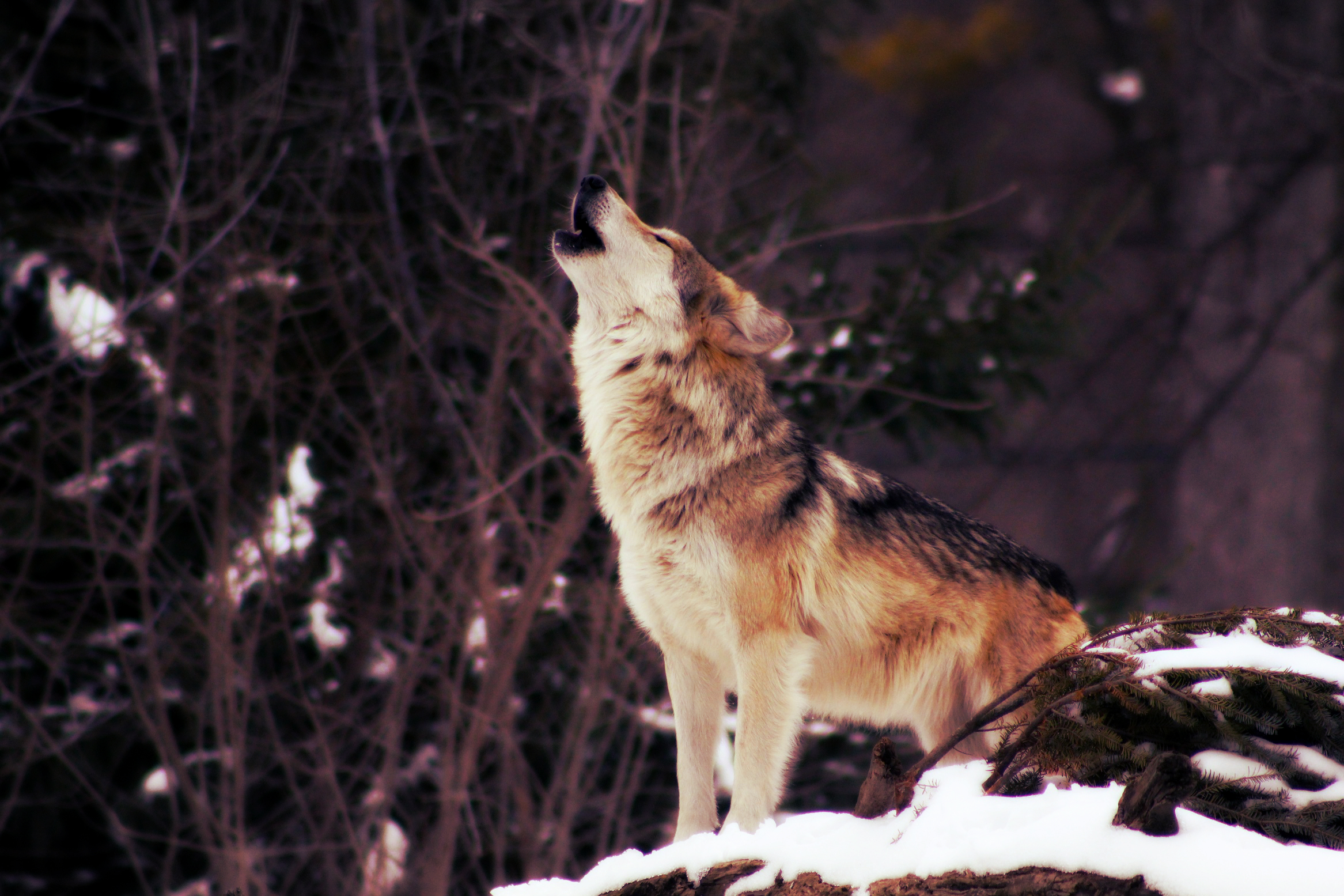 animal, wolf, howling, snow, wolves