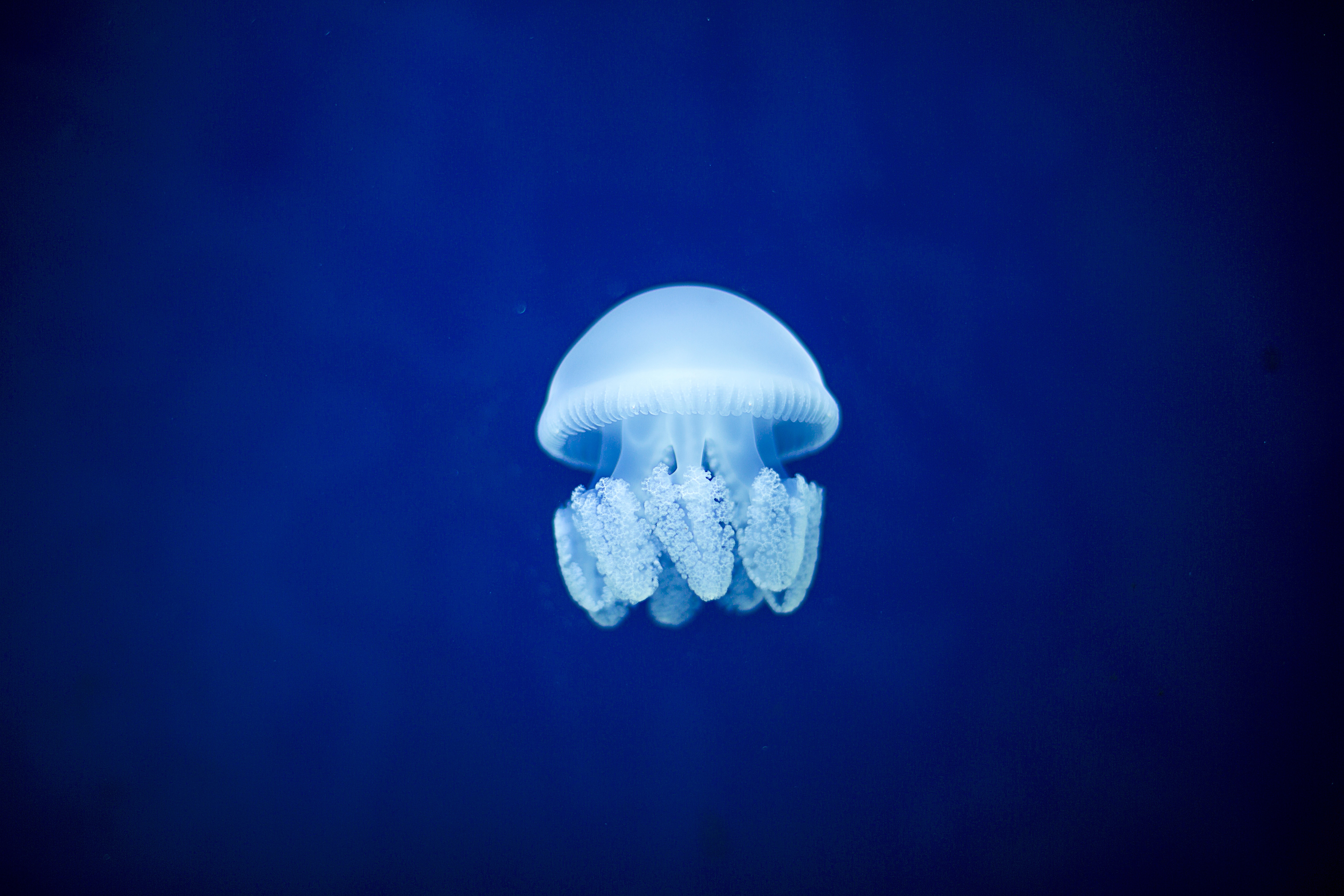 Скачать обои бесплатно Синий, Животные, Медуза, Подводный Мир картинка на рабочий стол ПК