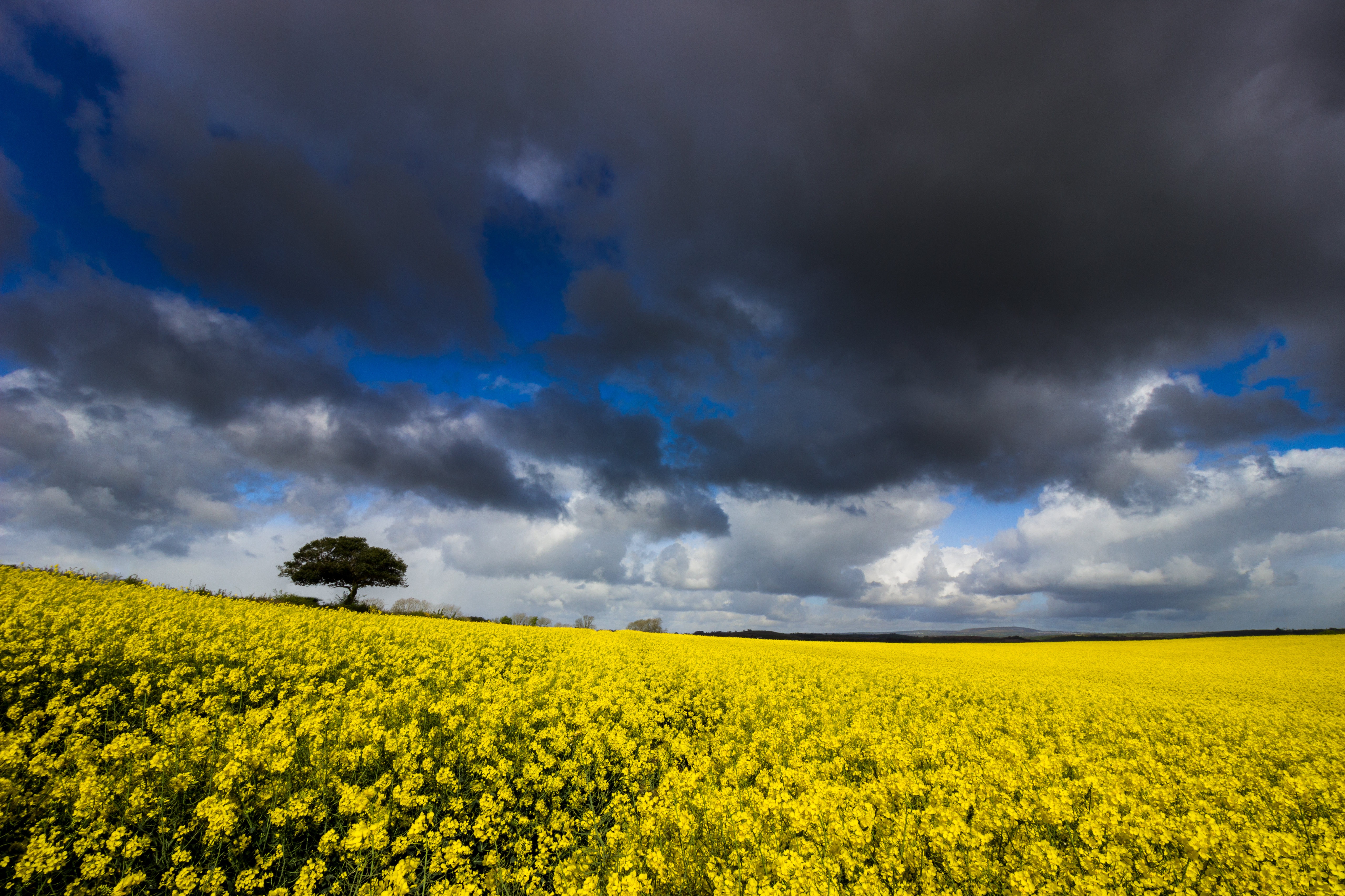 Download mobile wallpaper Earth, Field, Rapeseed for free.