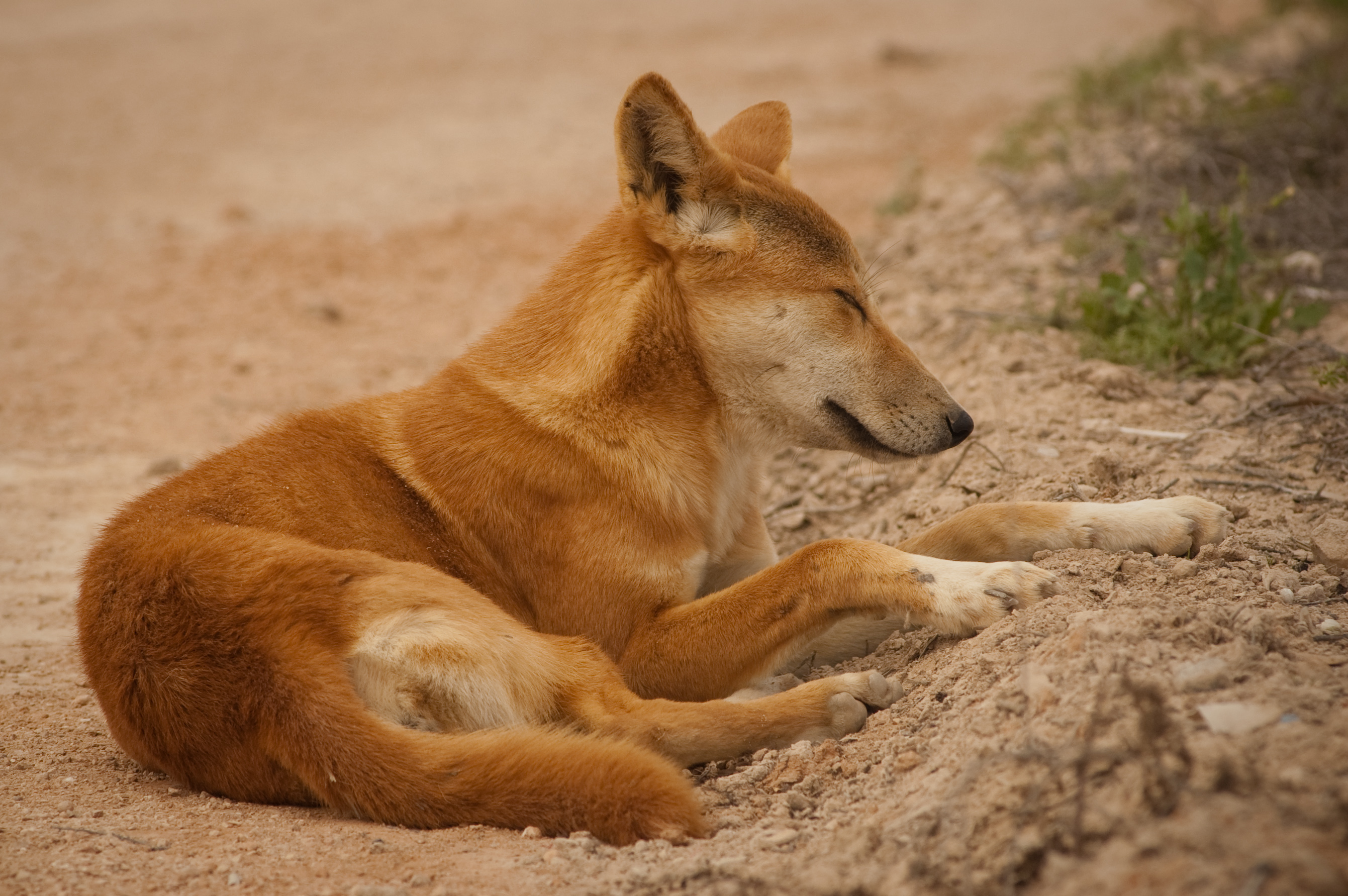 369261 baixar imagens animais, dingo, australiano, cão selvagem, cães - papéis de parede e protetores de tela gratuitamente