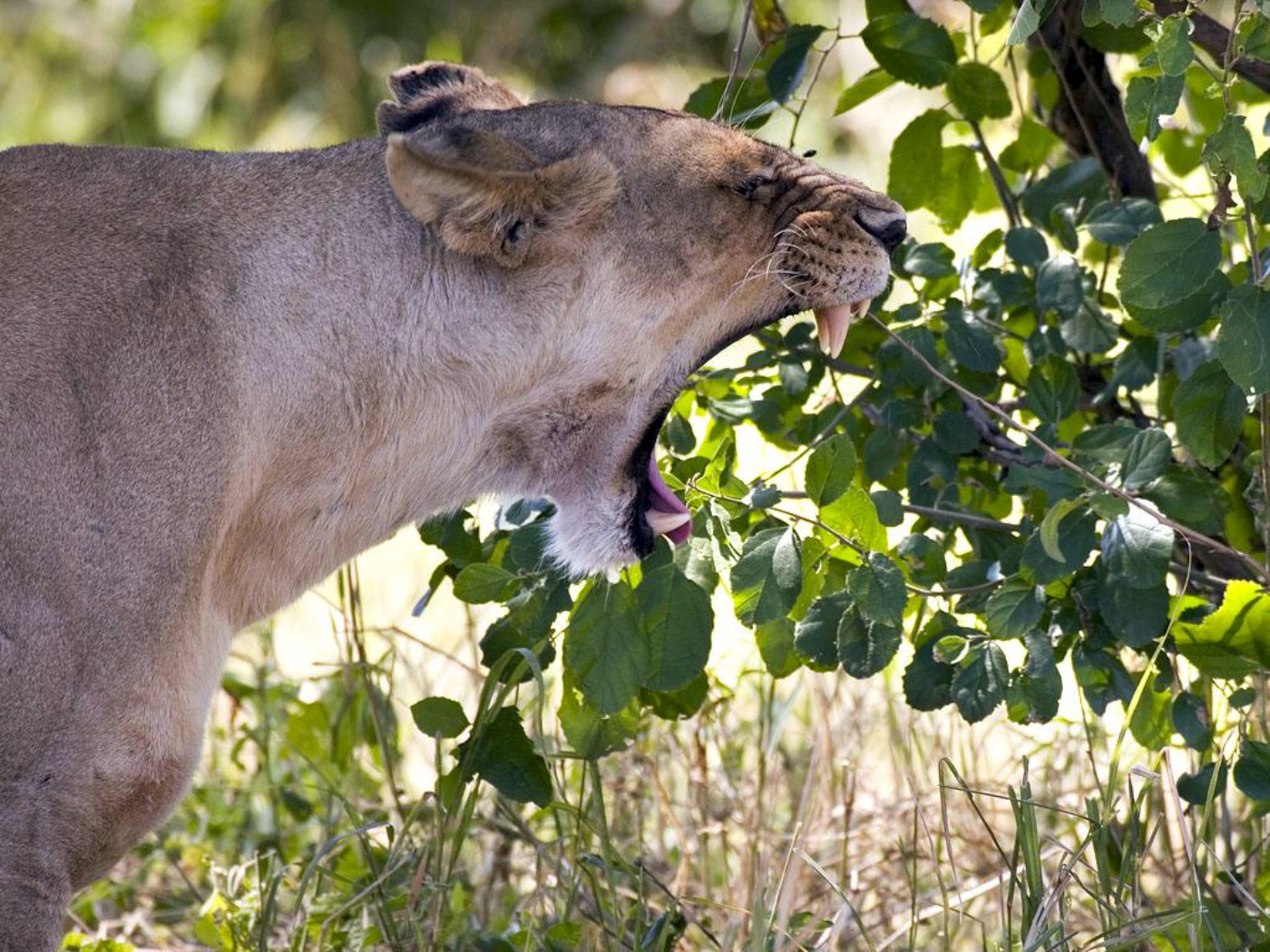 Free download wallpaper Cats, Lion, Animal on your PC desktop