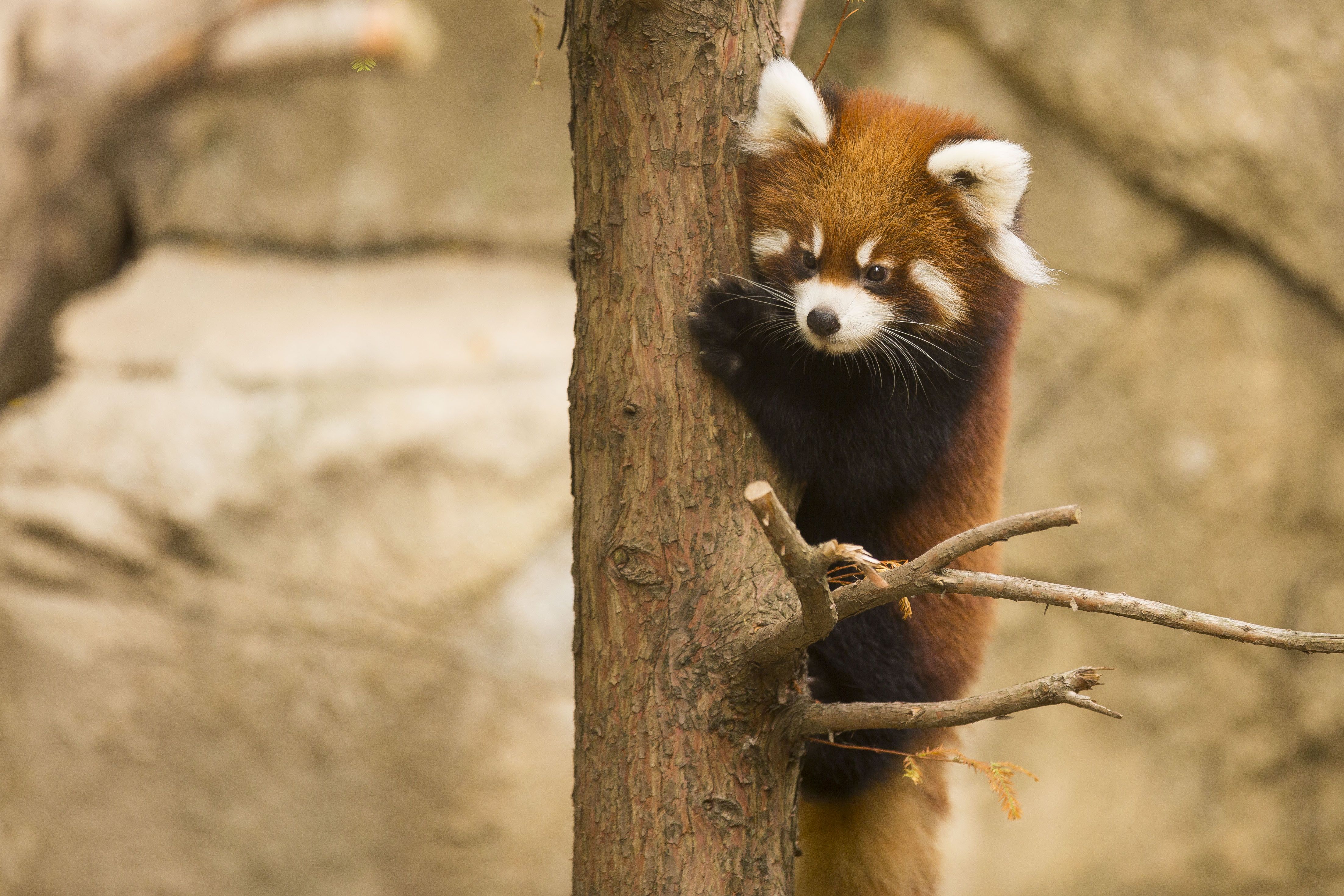 Descarga gratis la imagen Animales, Panda Rojo, Zoo en el escritorio de tu PC
