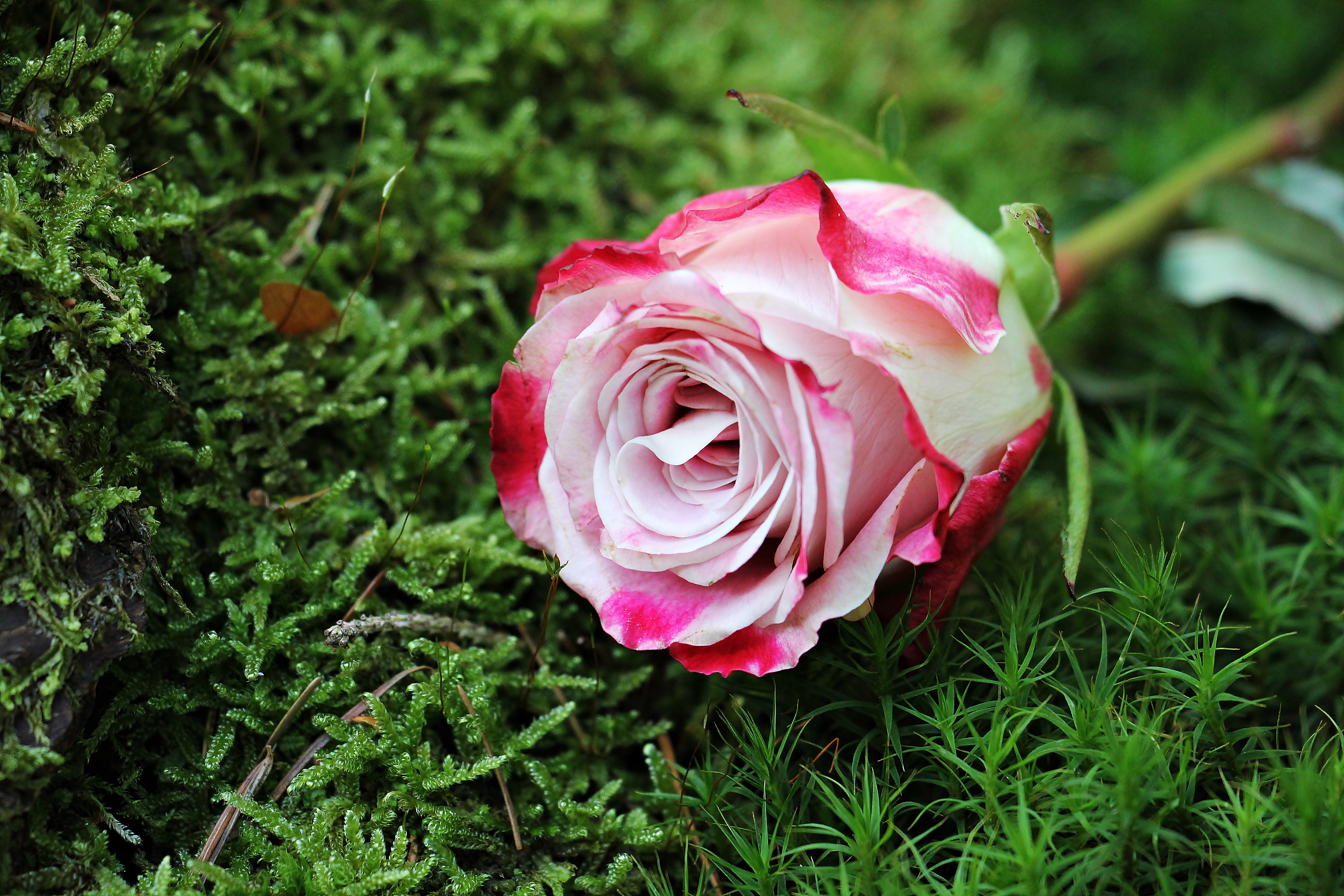Download mobile wallpaper Grass, Bud, Rose Flower, Flowers, Rose, Pink for free.