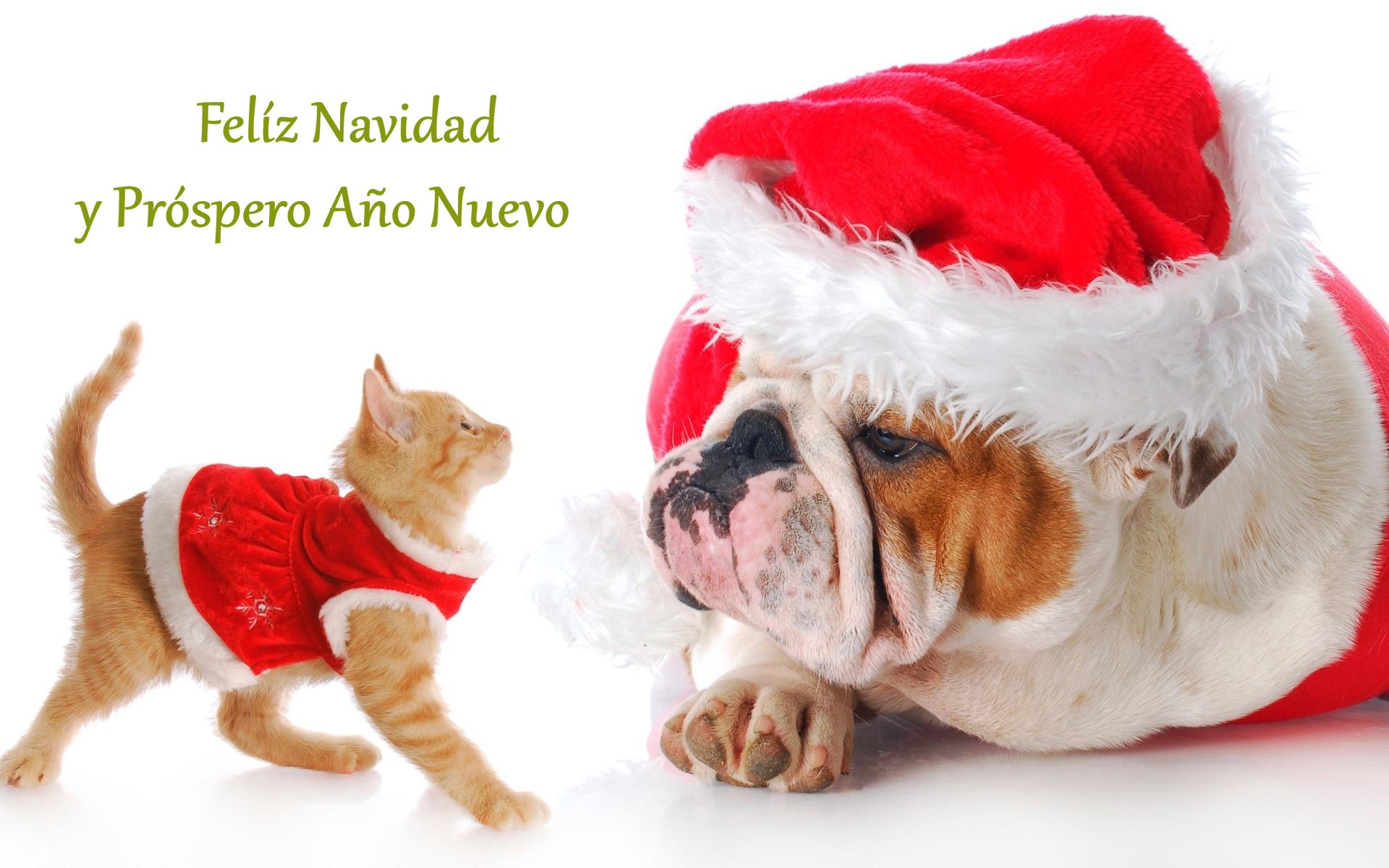Download mobile wallpaper New Year, Cat, Kitten, Dog, Christmas, Holiday, Merry Christmas, Santa Hat, Happy New Year for free.