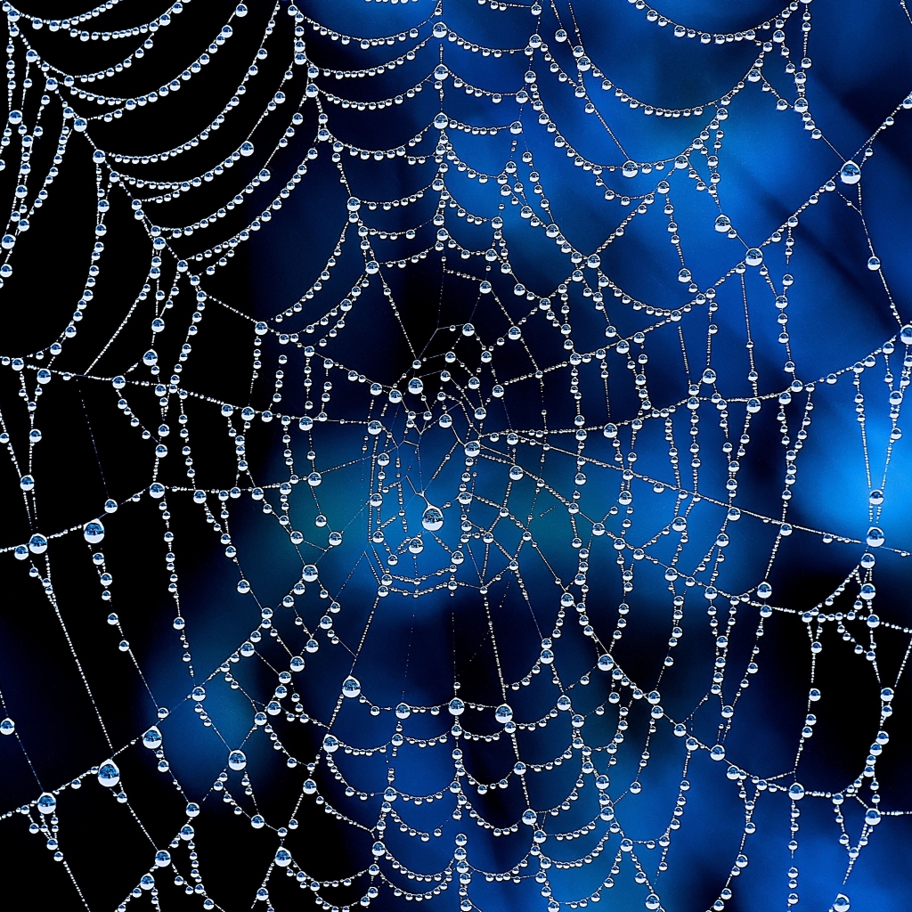 Free download wallpaper Dew, Photography, Water Drop, Spider Web on your PC desktop