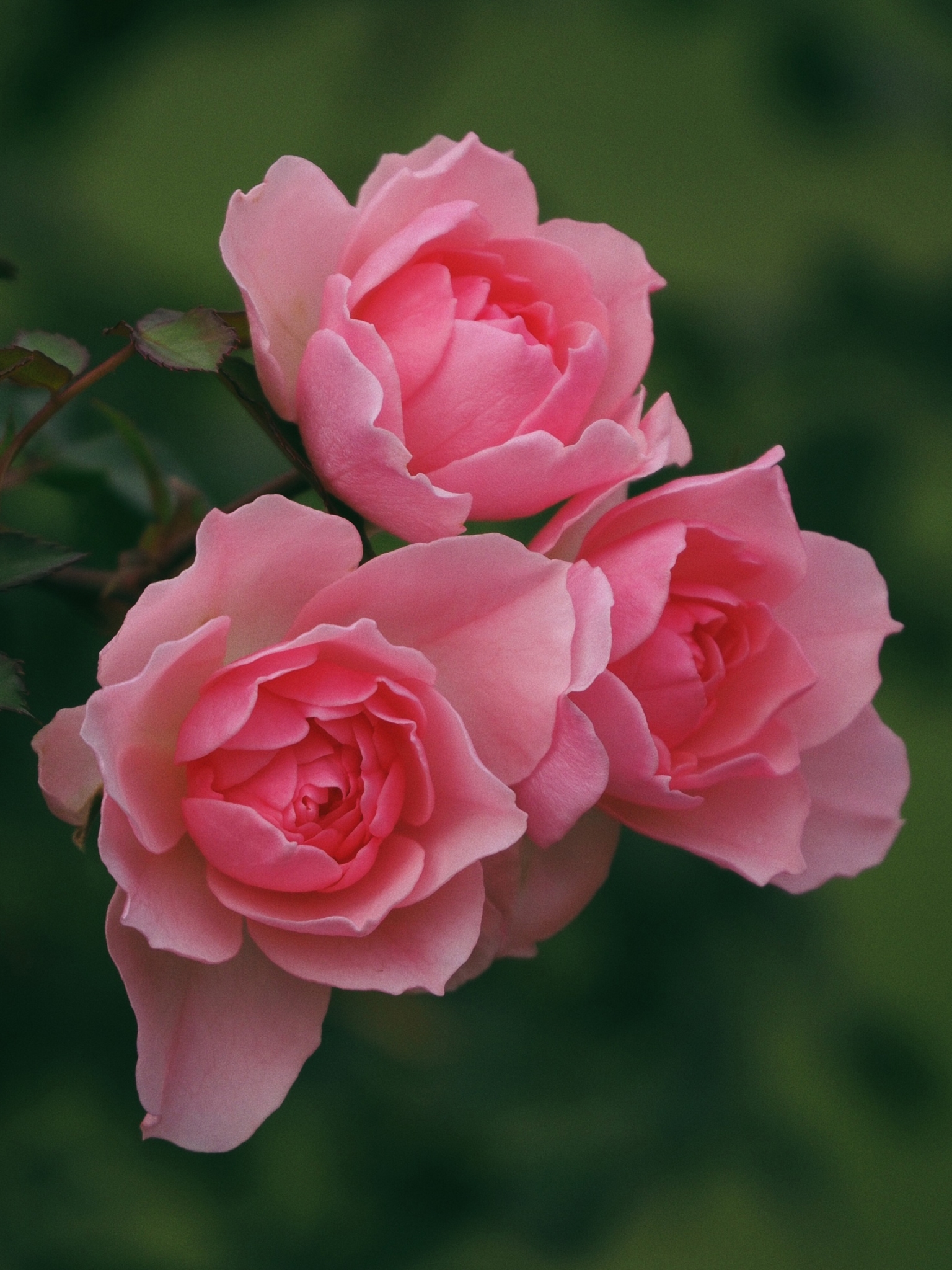 Скачать картинку Роза, Лепесток, Земля/природа, Розовый Цветок, Розовая Роза, Флауэрсы в телефон бесплатно.