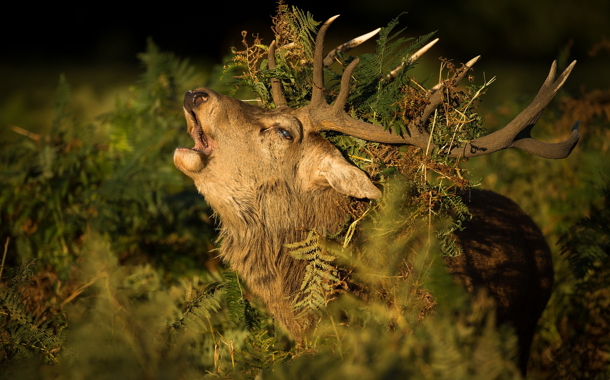 Free download wallpaper Fern, Animal, Deer on your PC desktop