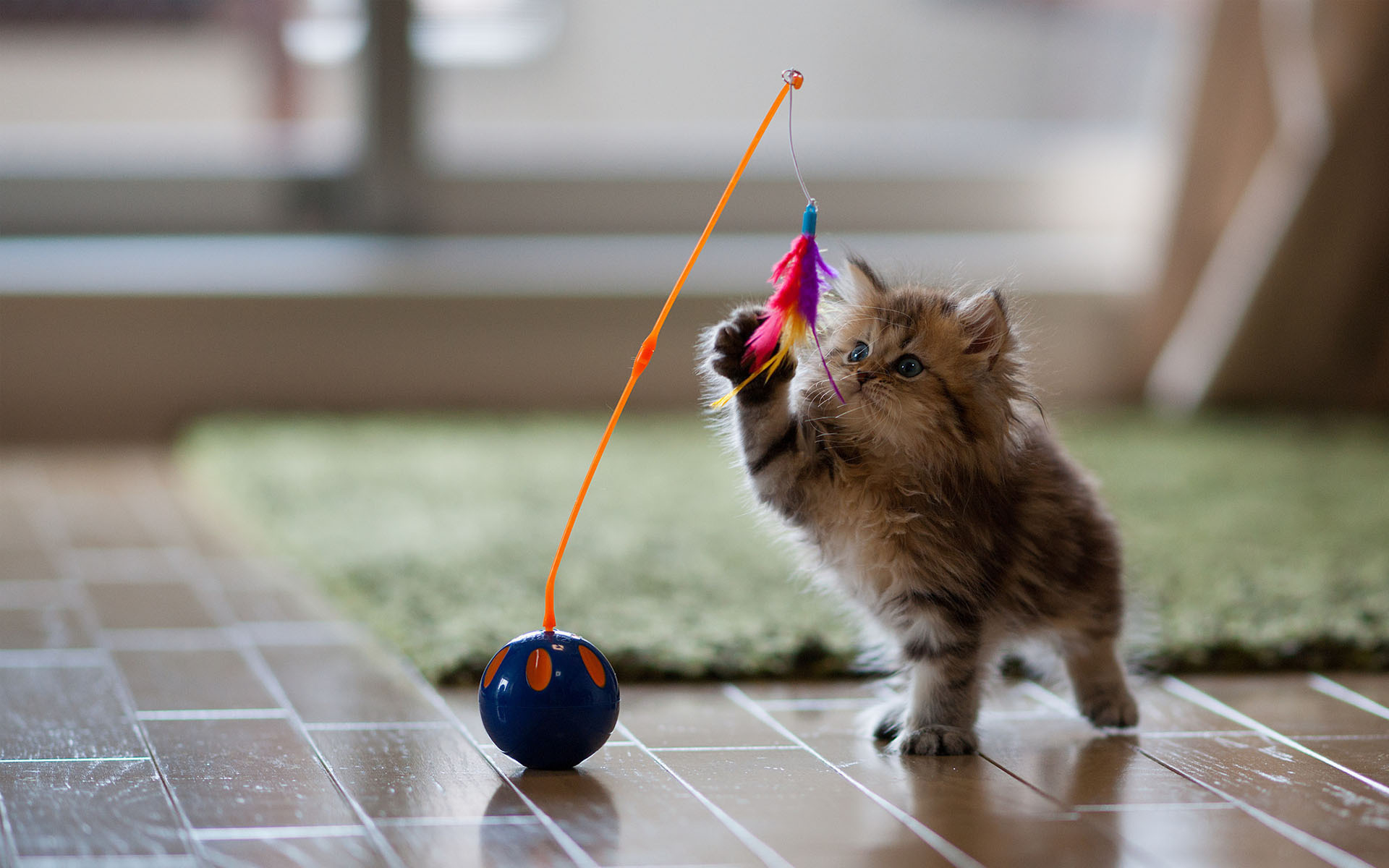 Baixe gratuitamente a imagem Gato, Gatos, Animais na área de trabalho do seu PC