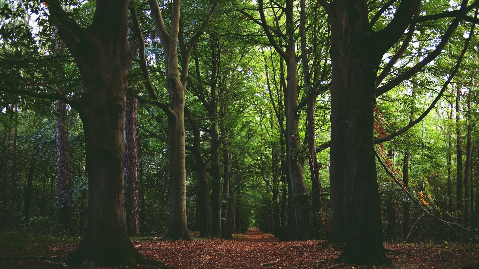 Laden Sie das Wald, Baum, Pfad, Erde/natur-Bild kostenlos auf Ihren PC-Desktop herunter
