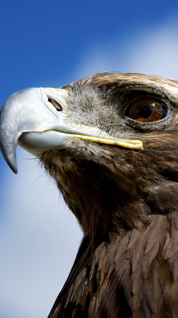 Descarga gratuita de fondo de pantalla para móvil de Animales, Águila, Aves.