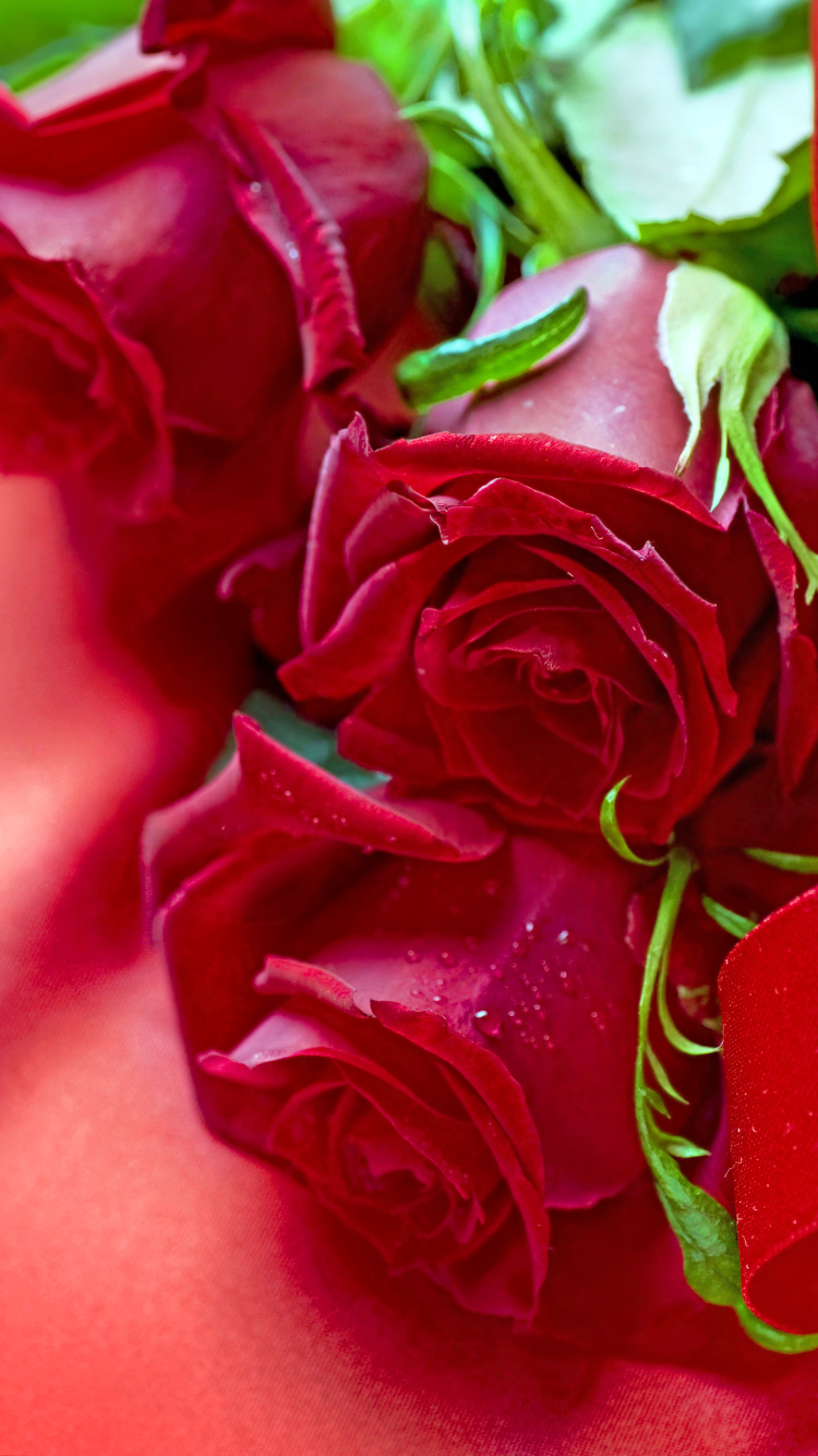 Скачать картинку Цветок, Роза, Букет, Красная Роза, День Святого Валентина, Праздничные в телефон бесплатно.