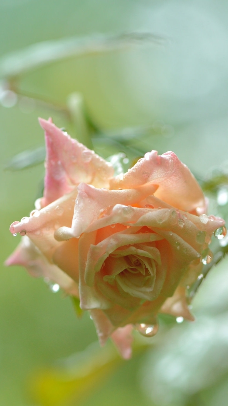 Handy-Wallpaper Natur, Blumen, Rose, Bokeh, Wassertropfen, Erde/natur, Pinke Blume kostenlos herunterladen.