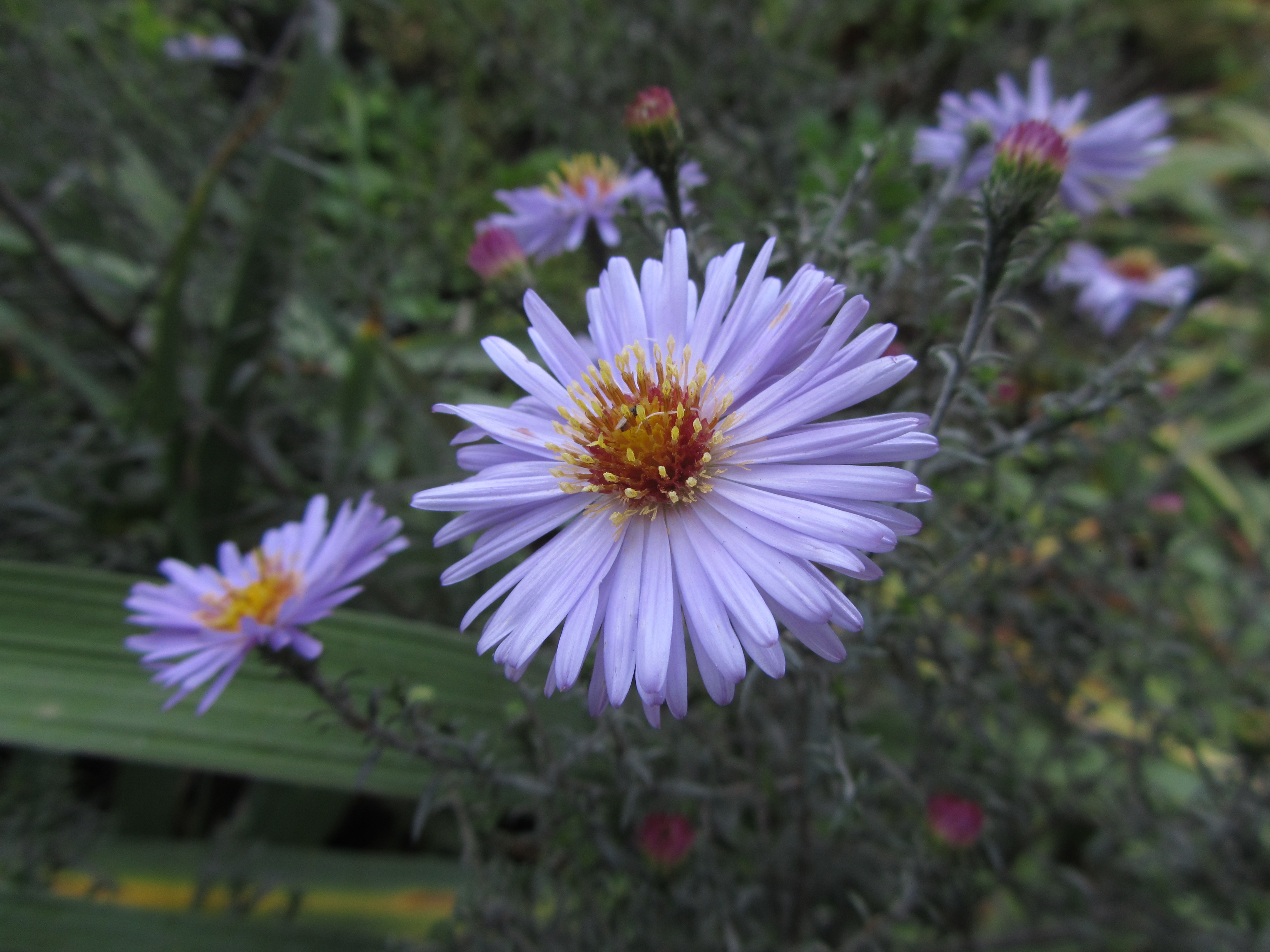 Descarga gratis la imagen Flores, Flor, Tierra/naturaleza en el escritorio de tu PC