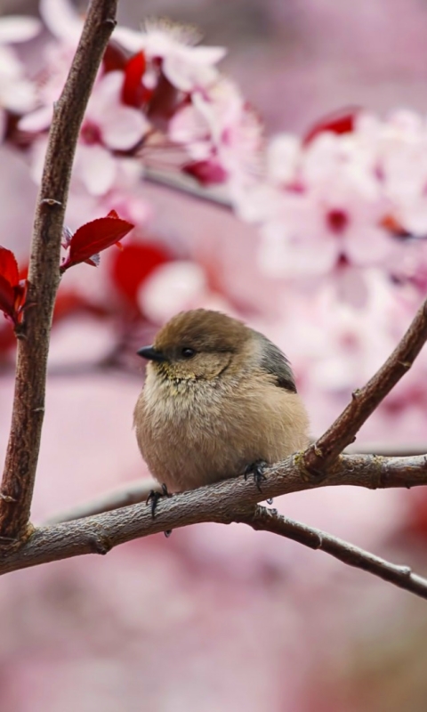 Download mobile wallpaper Birds, Bird, Branch, Animal, Blossom, Pink Flower, Cherry Tree for free.