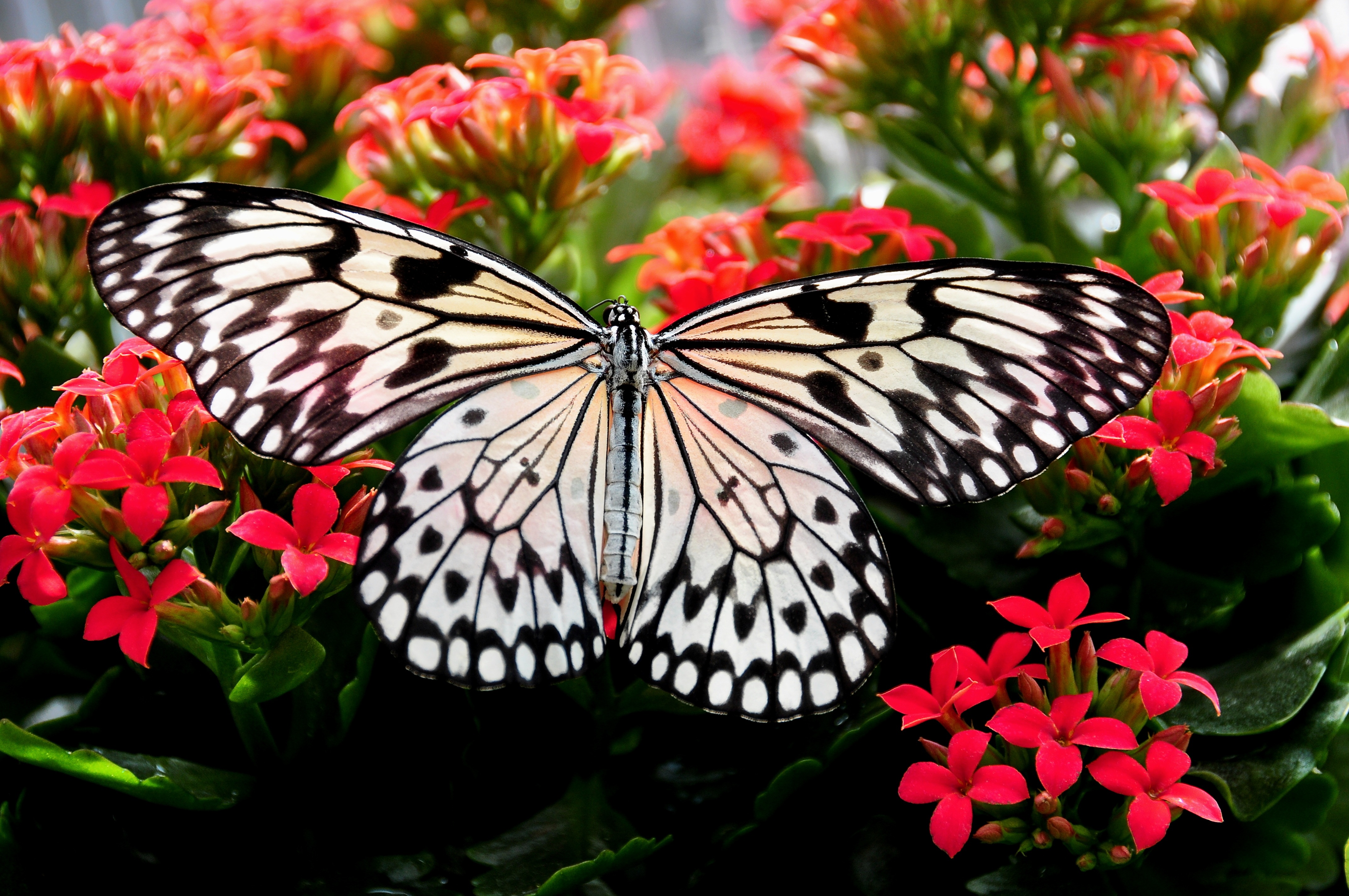 Free download wallpaper Flower, Close Up, Insect, Butterfly, Animal, Red Flower on your PC desktop