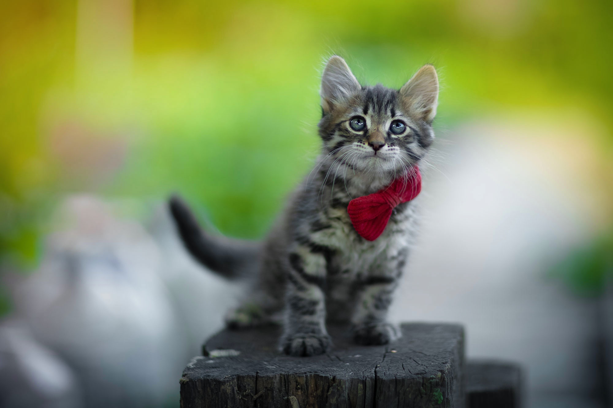 無料モバイル壁紙動物, ネコ, 猫, 子猫, 赤ちゃん動物をダウンロードします。