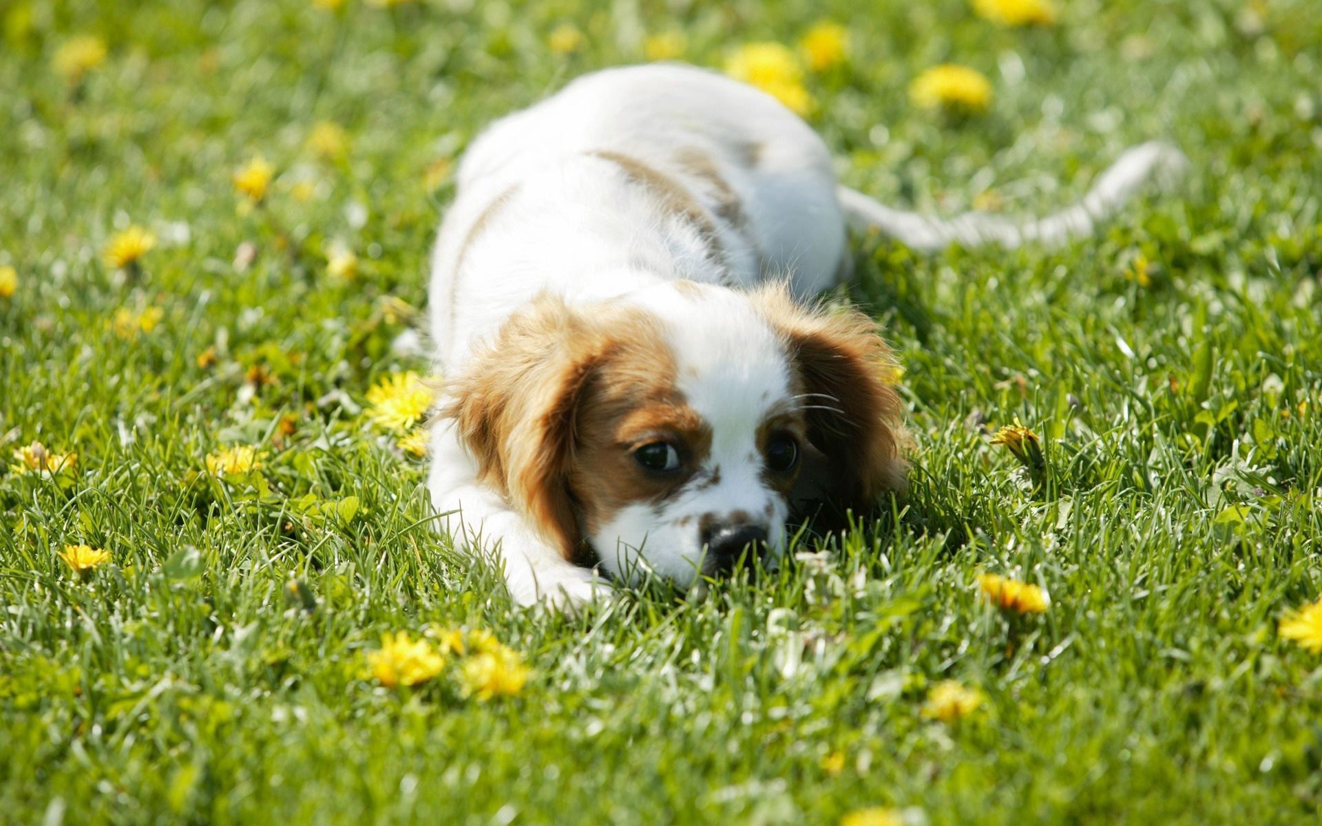 Free download wallpaper Animals, Flowers, Grass, Muzzle, Puppy on your PC desktop