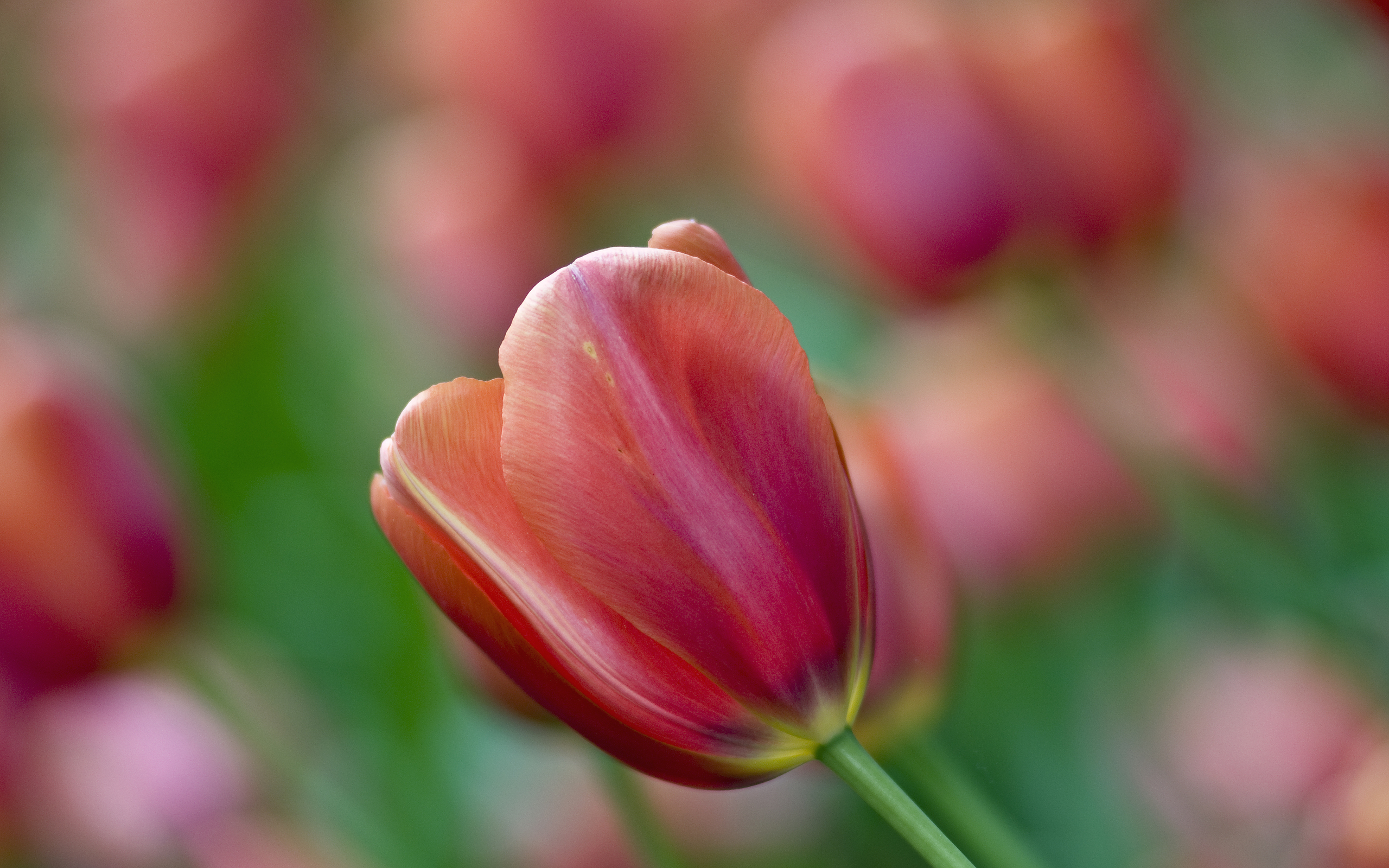 Baixar papel de parede para celular de Flor Vermelha, Tulipa, Flores, Flor, Terra/natureza gratuito.