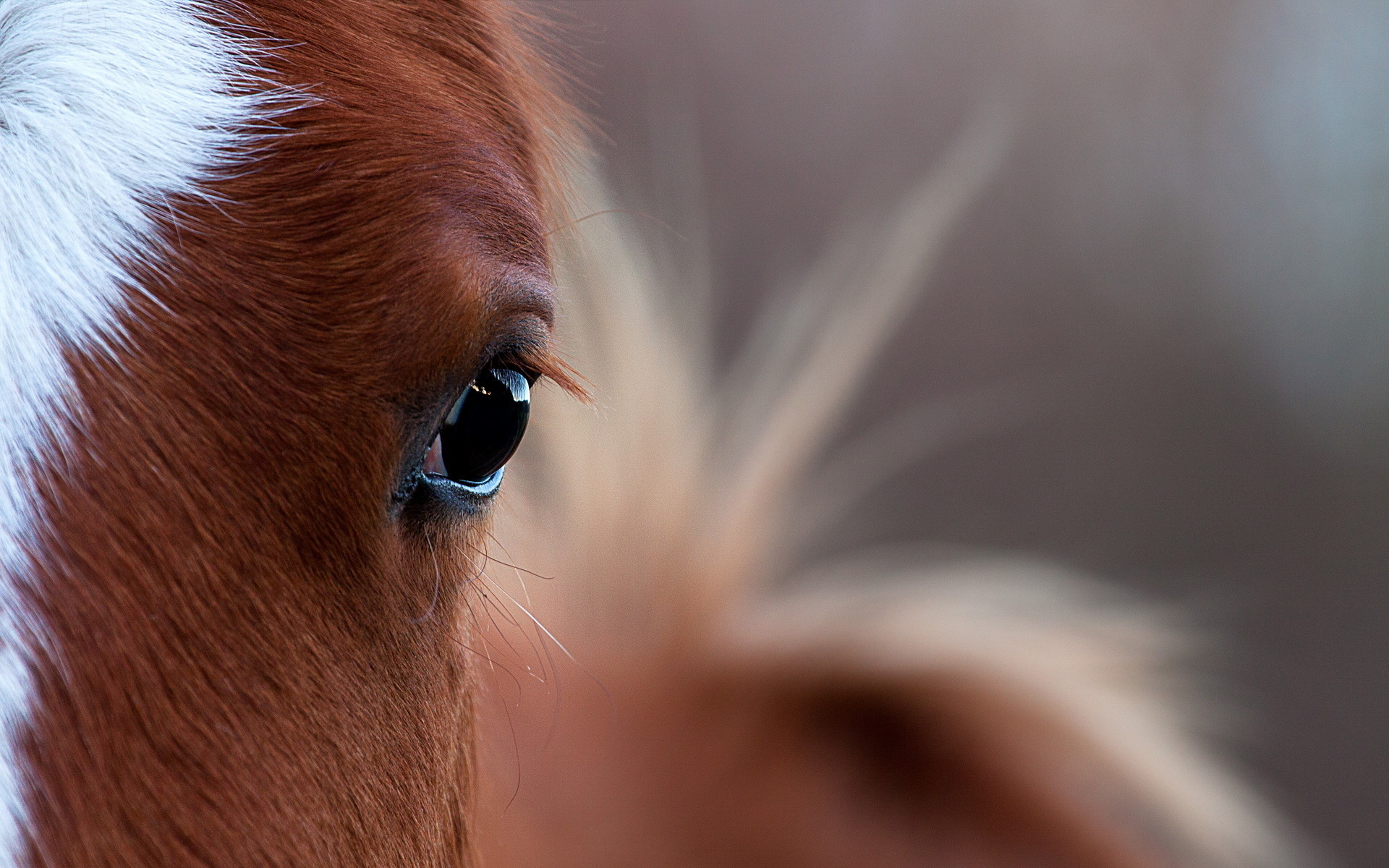 Download mobile wallpaper Animal, Horse, Face, Eye for free.