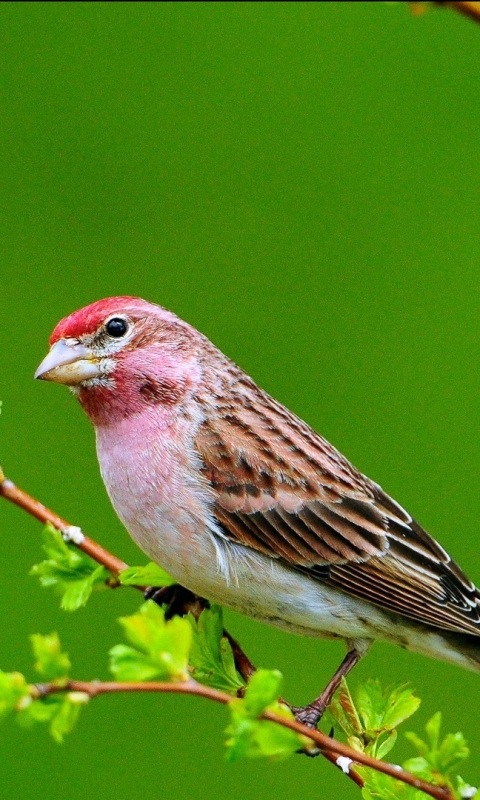 Téléchargez des papiers peints mobile Oiseau, Des Oiseaux, Animaux gratuitement.