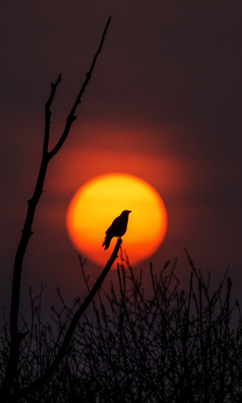 Download mobile wallpaper Birds, Sunset, Sun, Silhouette, Bird, Branch, Animal for free.