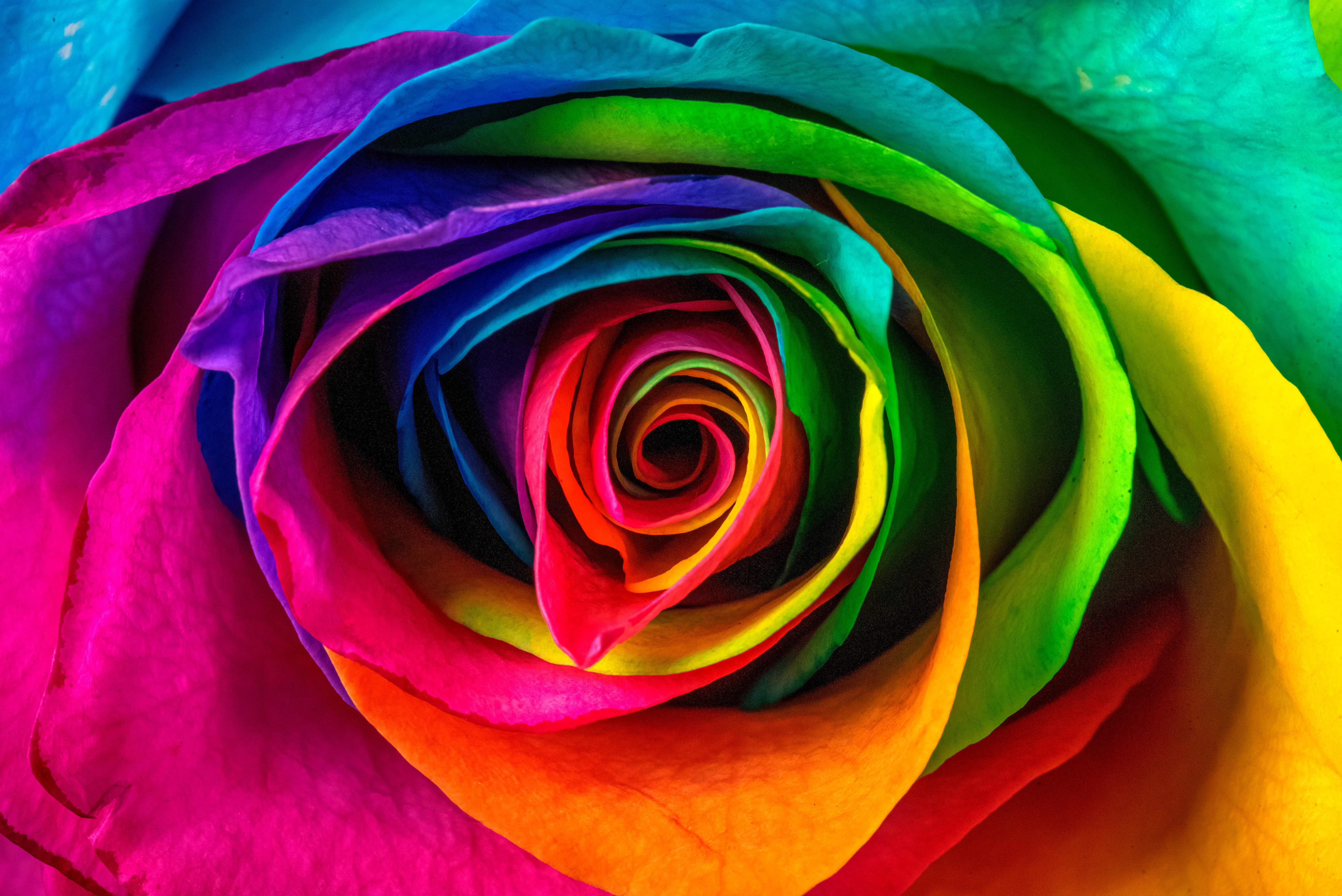 rose, petals, flowers, flower, multicolored, motley, rose flower
