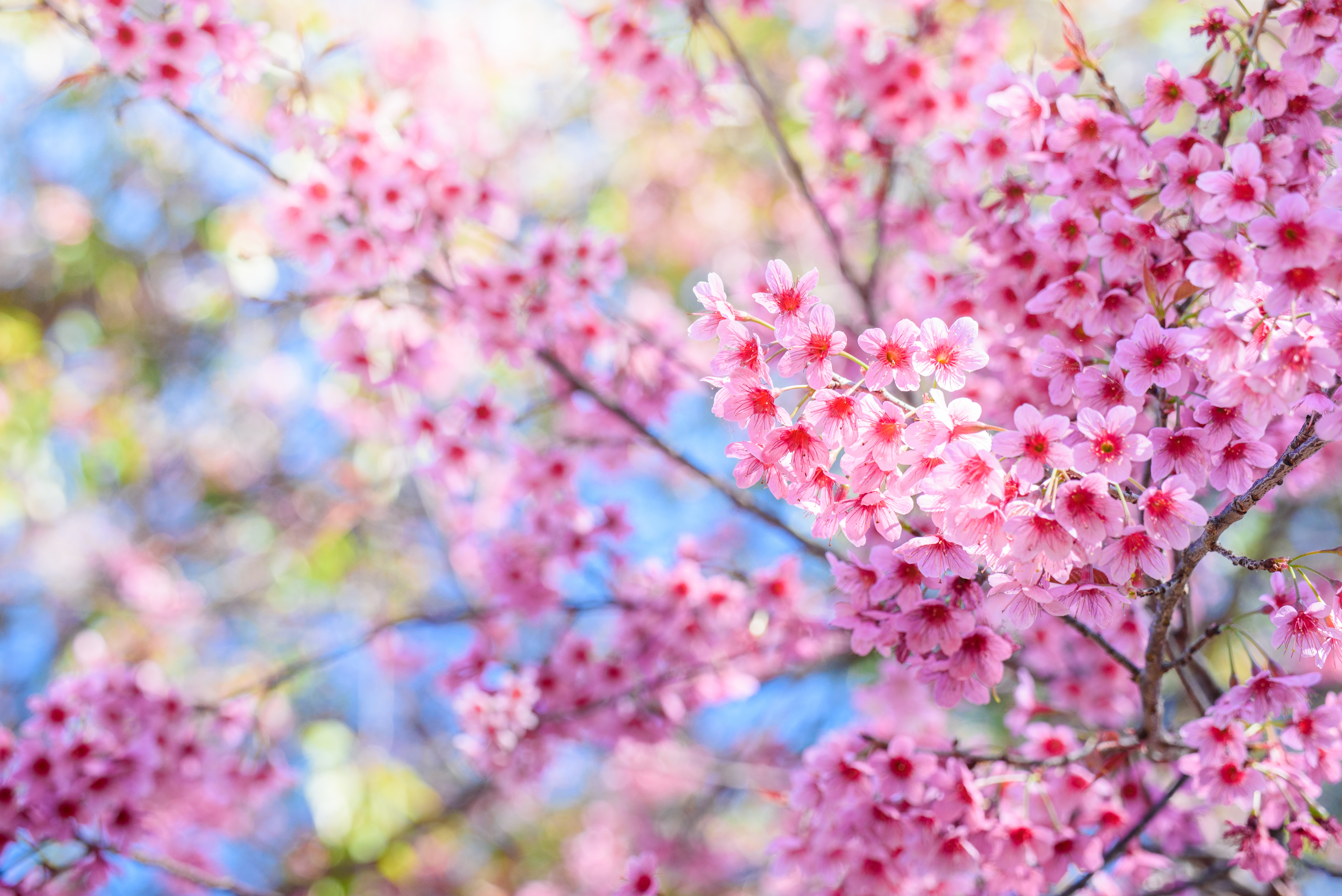 PCデスクトップに自然, フラワーズ, 花, 地球, 春, ピンクの花画像を無料でダウンロード