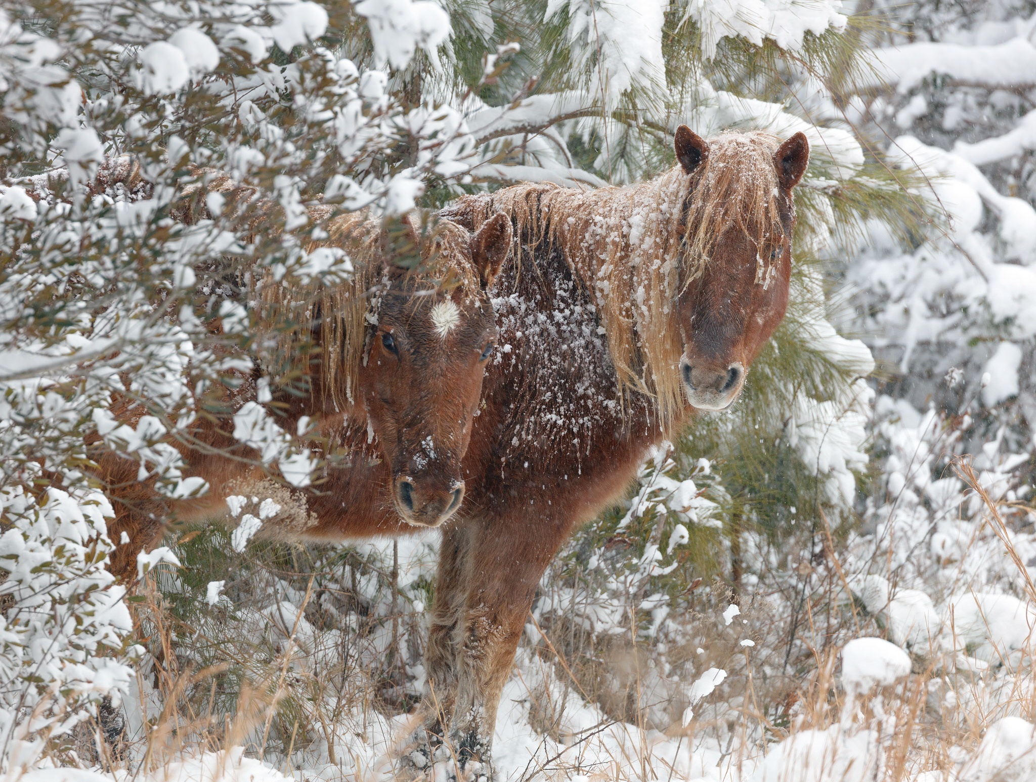 Baixe gratuitamente a imagem Animais, Inverno, Neve, Cavalo na área de trabalho do seu PC