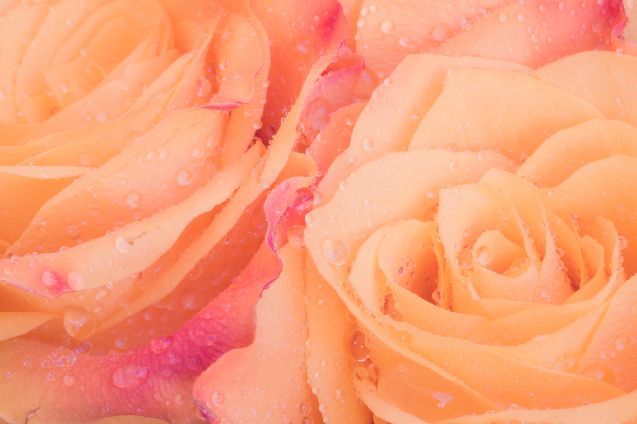 Download mobile wallpaper Flowers, Flower, Macro, Rose, Earth, Water Drop, Peach Flower for free.