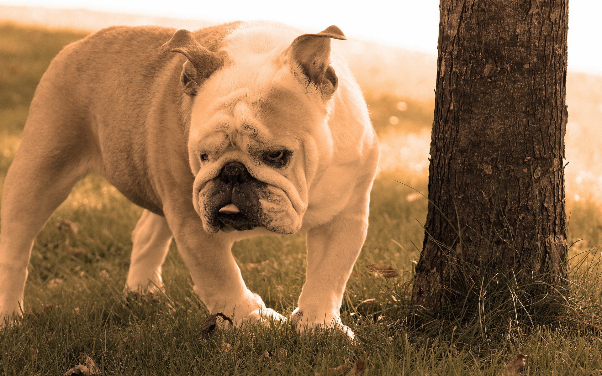 Download mobile wallpaper Dogs, Dog, Animal, Bulldog for free.